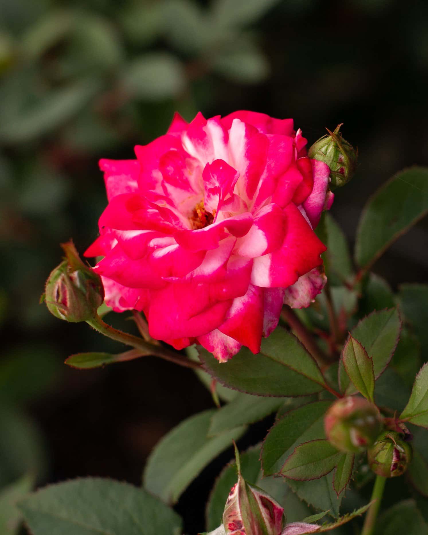 Candy Cane Cocktail Rose - Image 5