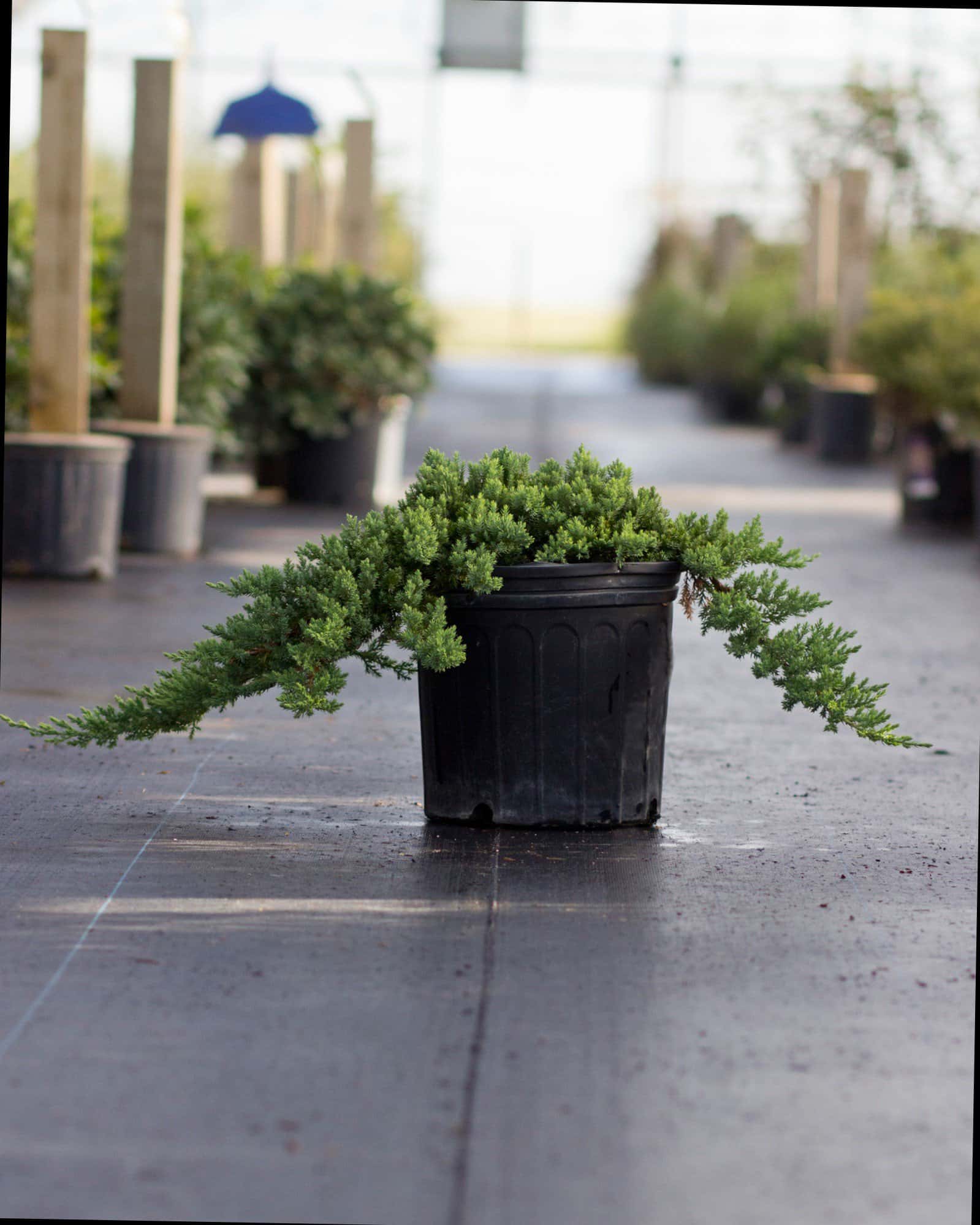 Blue Rug Juniper - Image 1