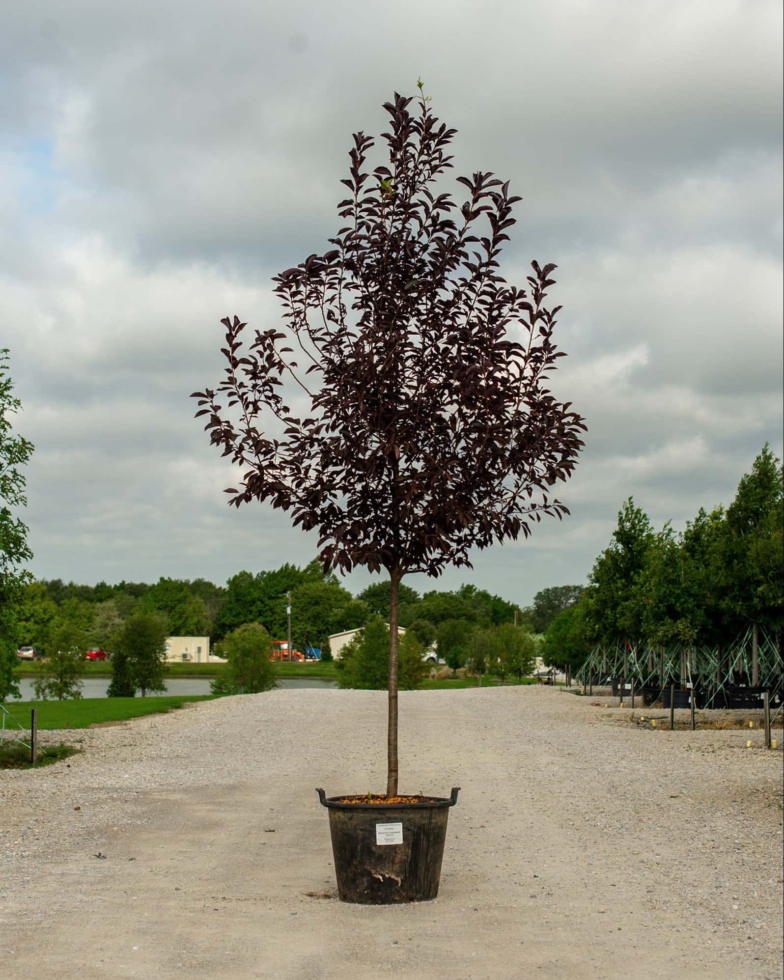 Canada Red Chokecherry - Main Image