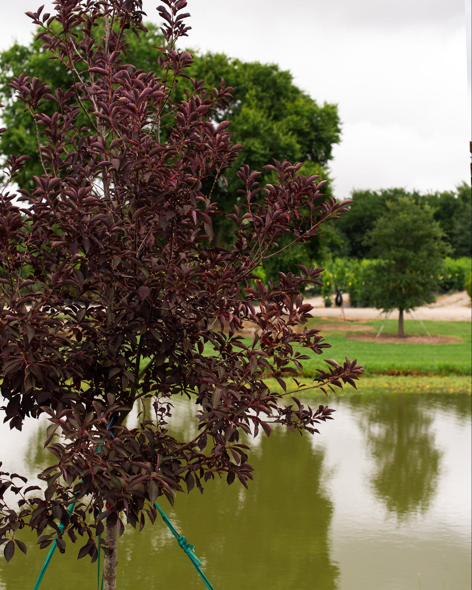 Canada Red Chokecherry - view 2