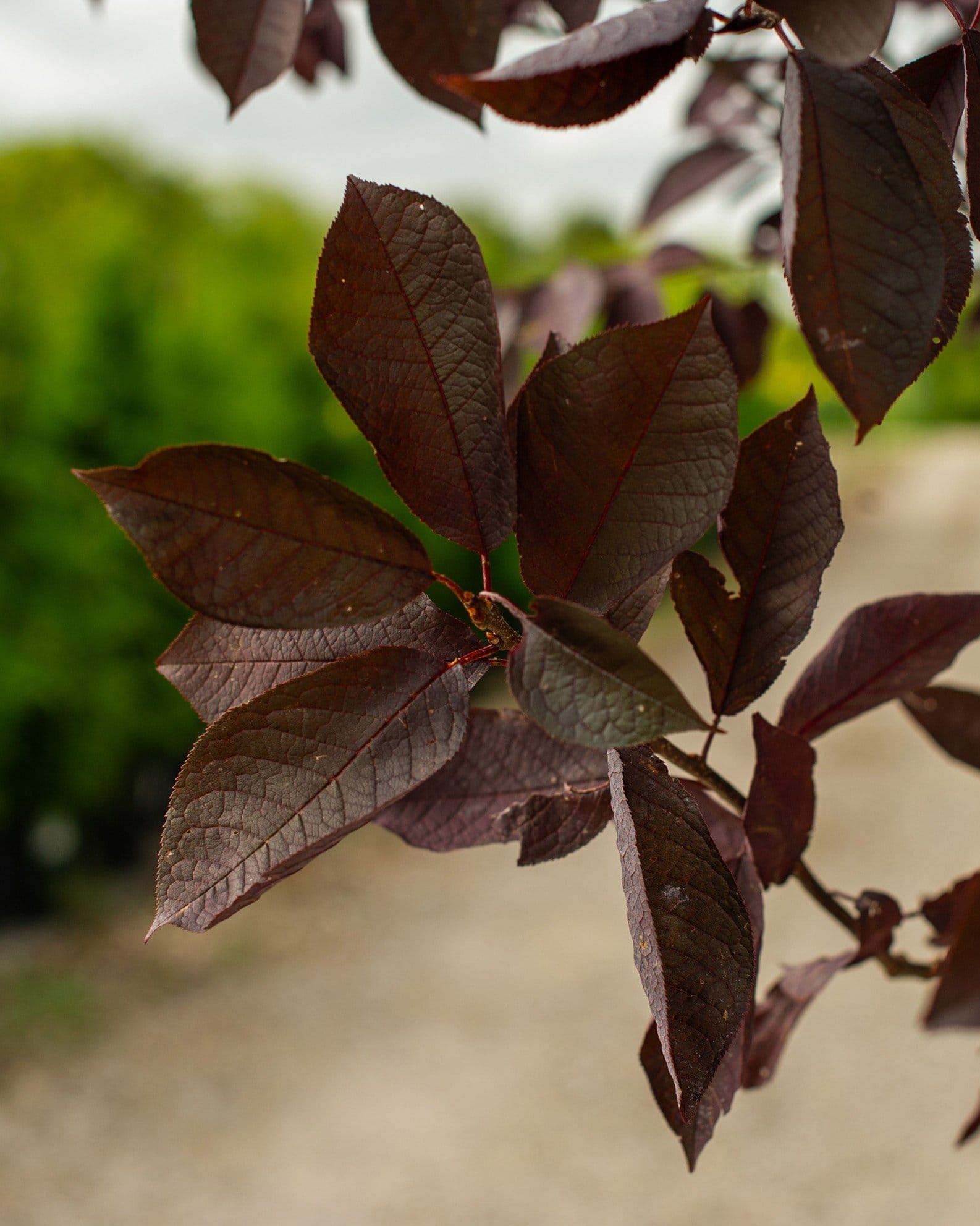 Canada Red Chokecherry - view 3