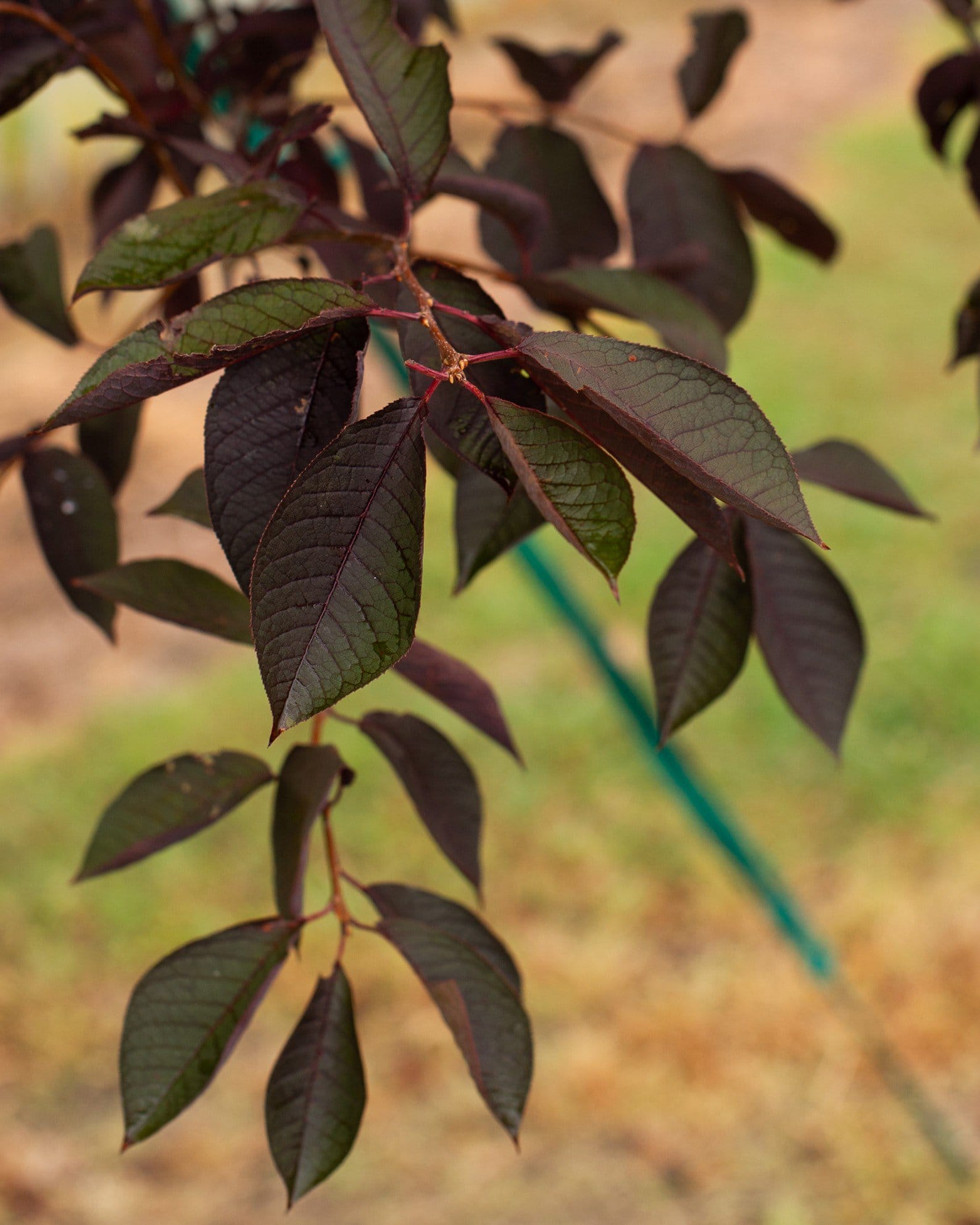 Canada Red Chokecherry - view 4