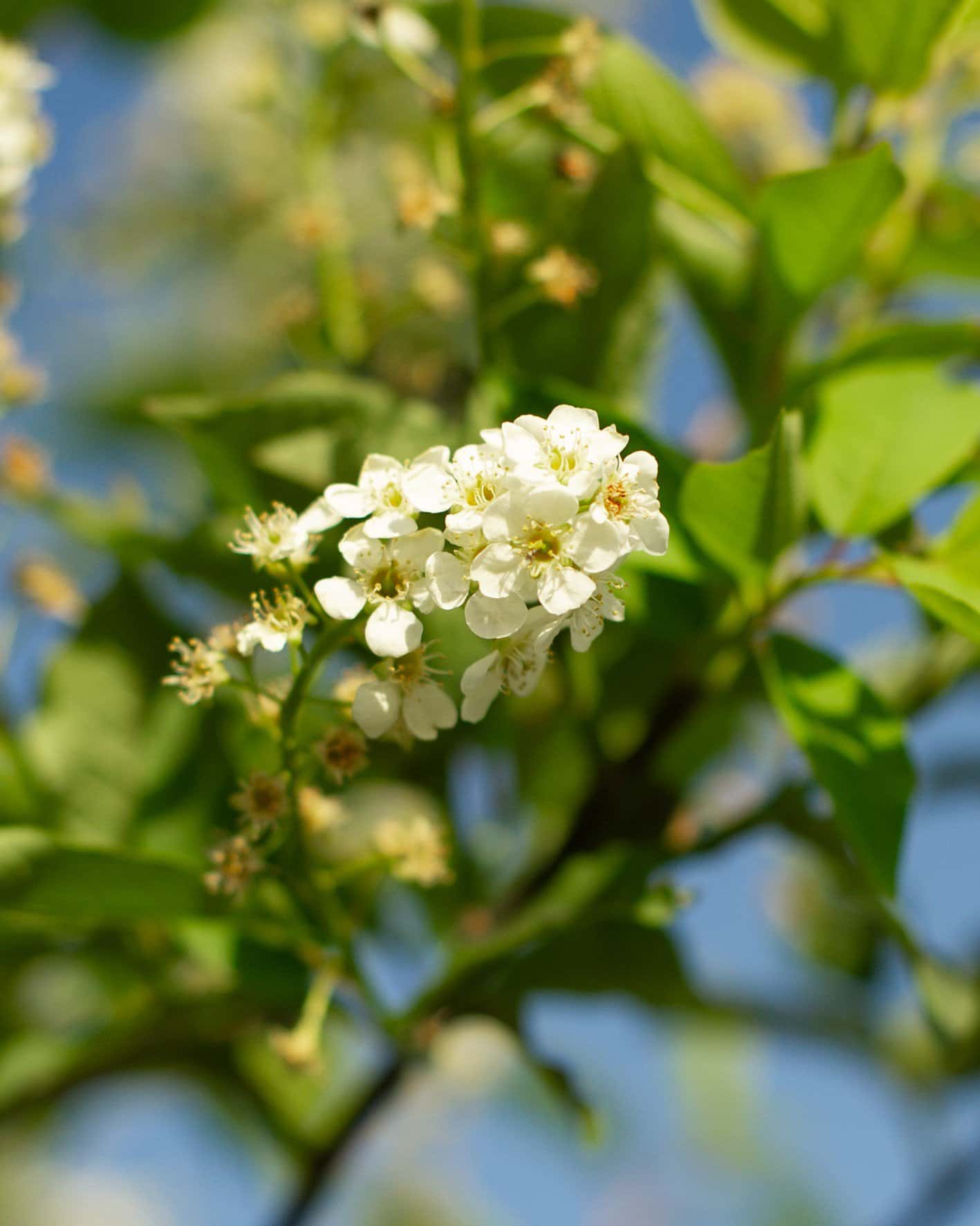 Canada Red Chokecherry - Image 7
