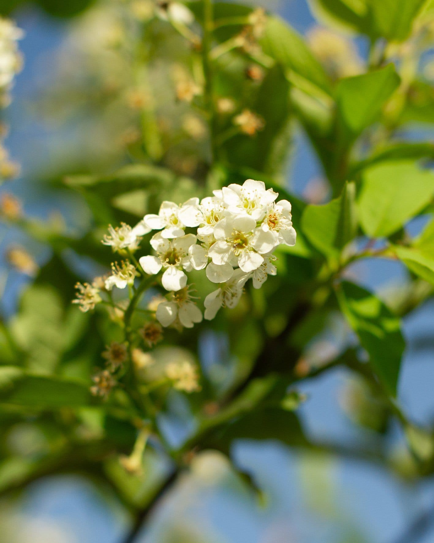Canada Red Chokecherry - view 5
