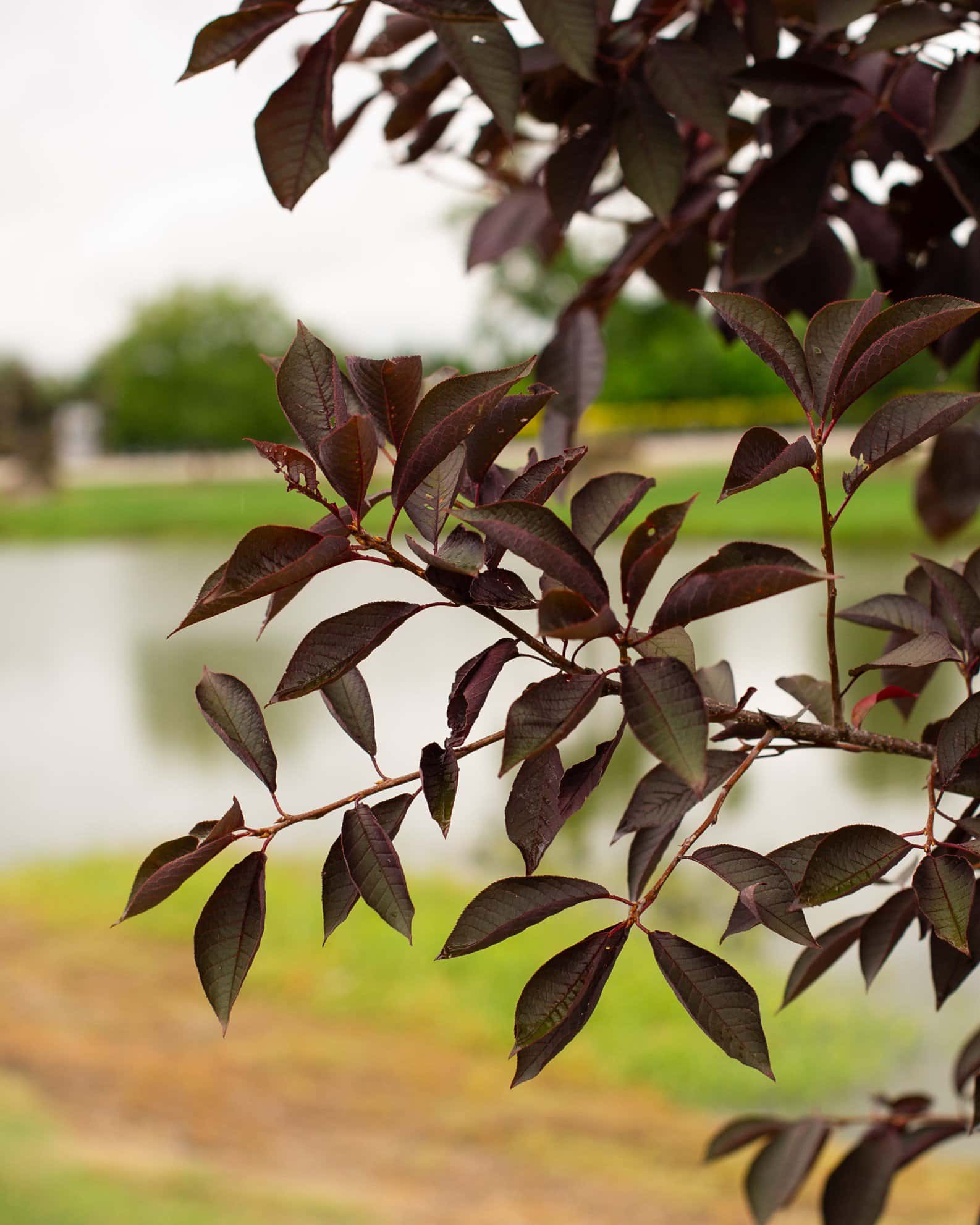 Canada Red Chokecherry - Image 1