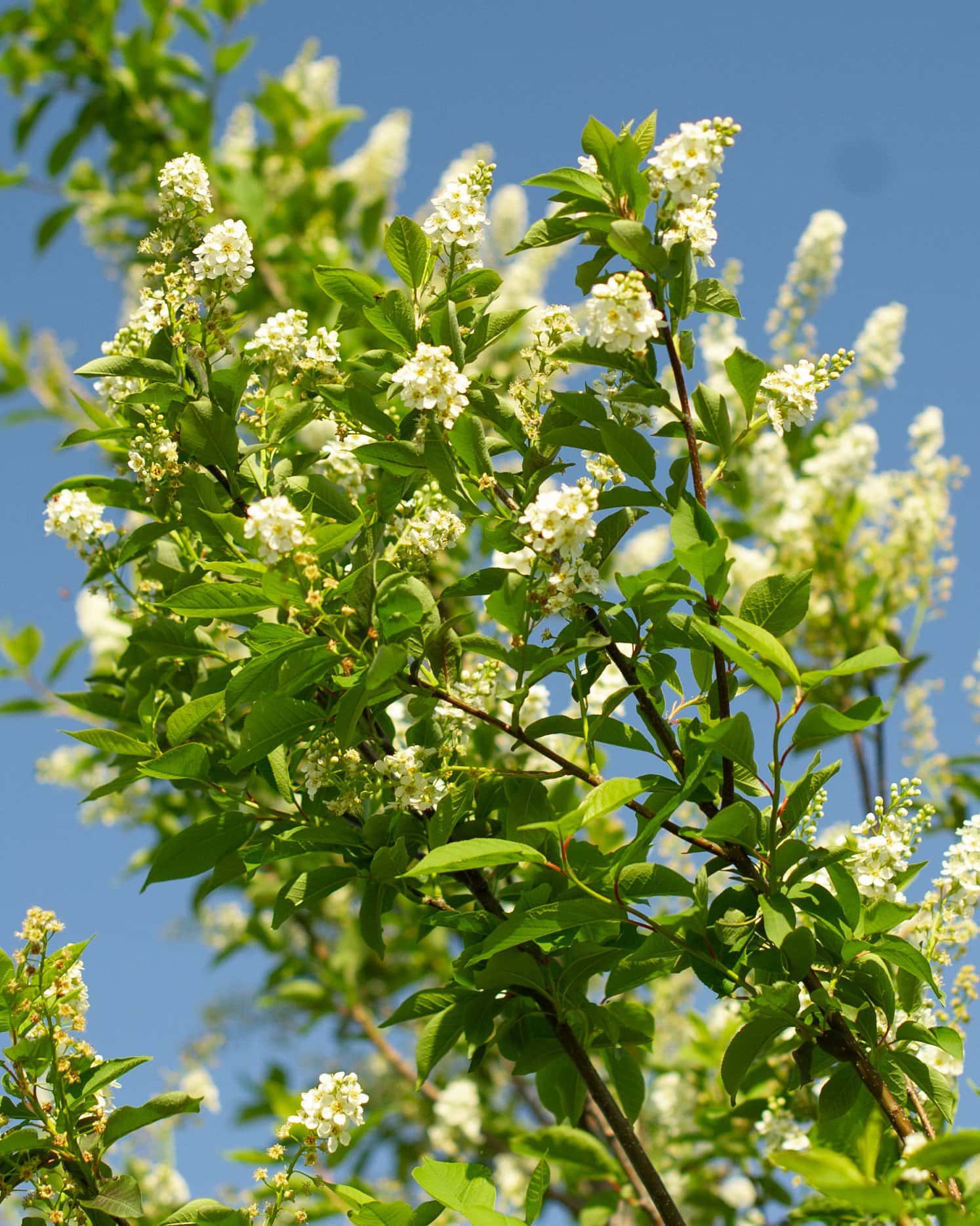 Canada Red Chokecherry - Image 3