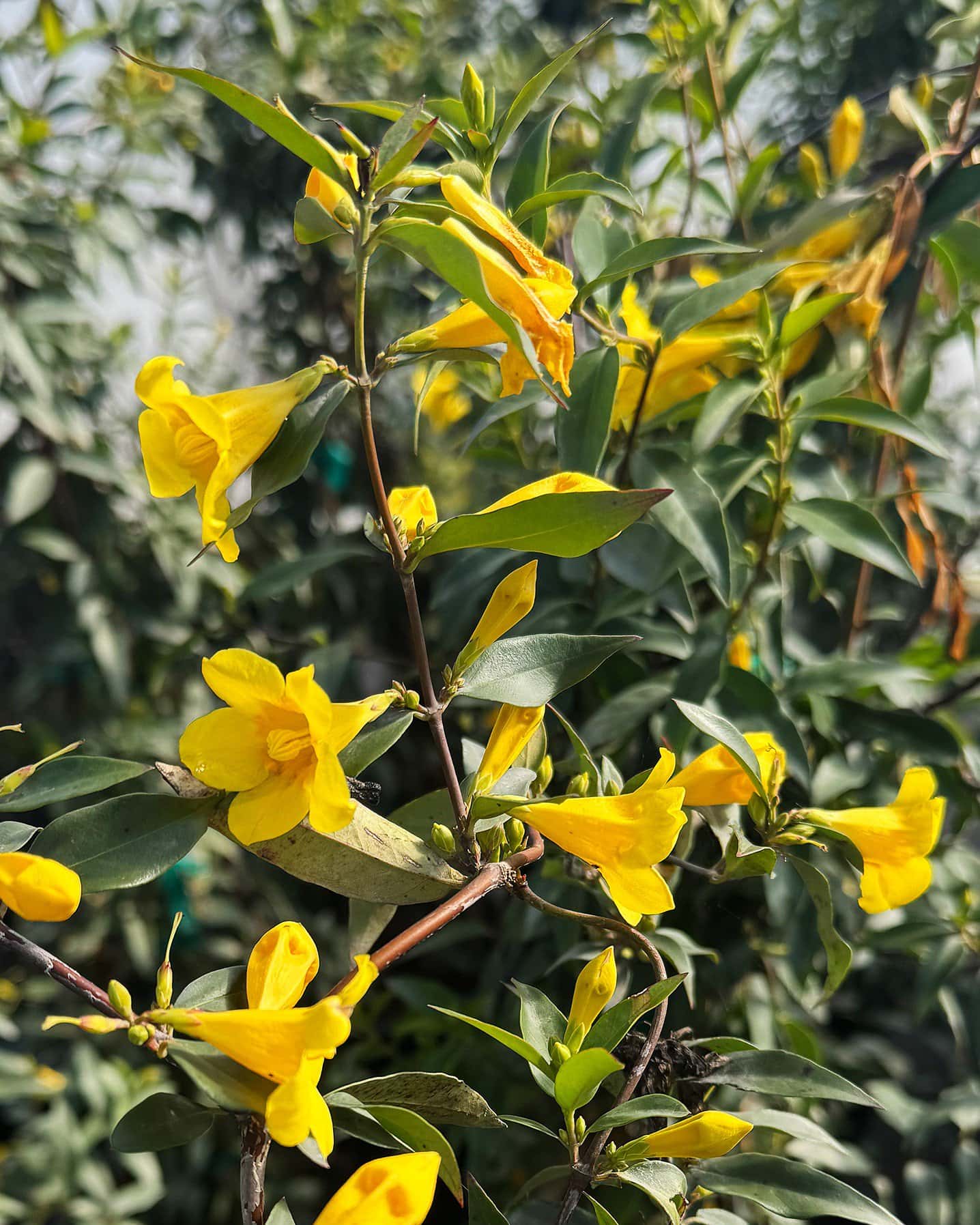 Carolina Jasmine - Main Image