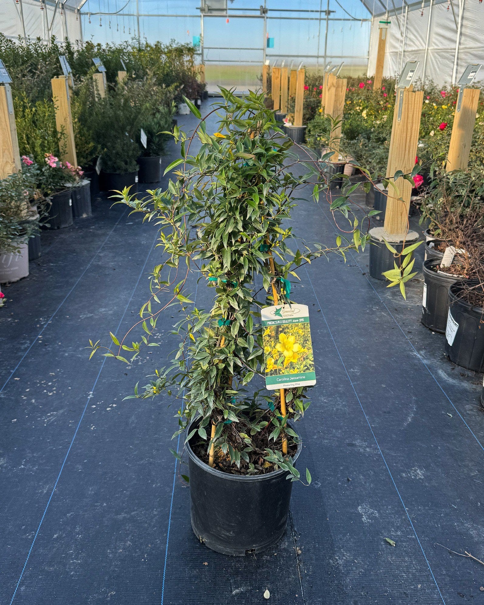 Carolina Jasmine - view 2