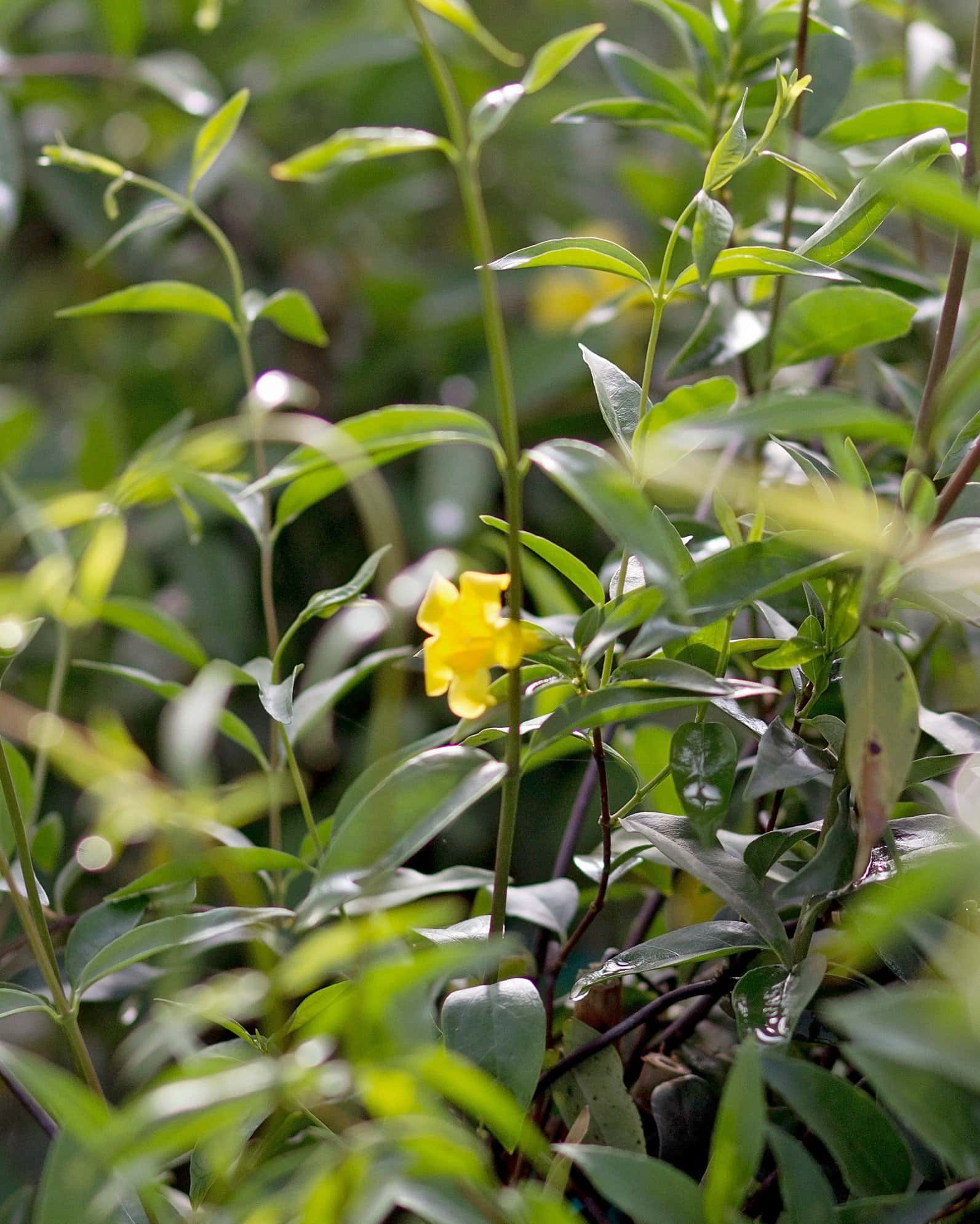 Carolina Jasmine - Image 4