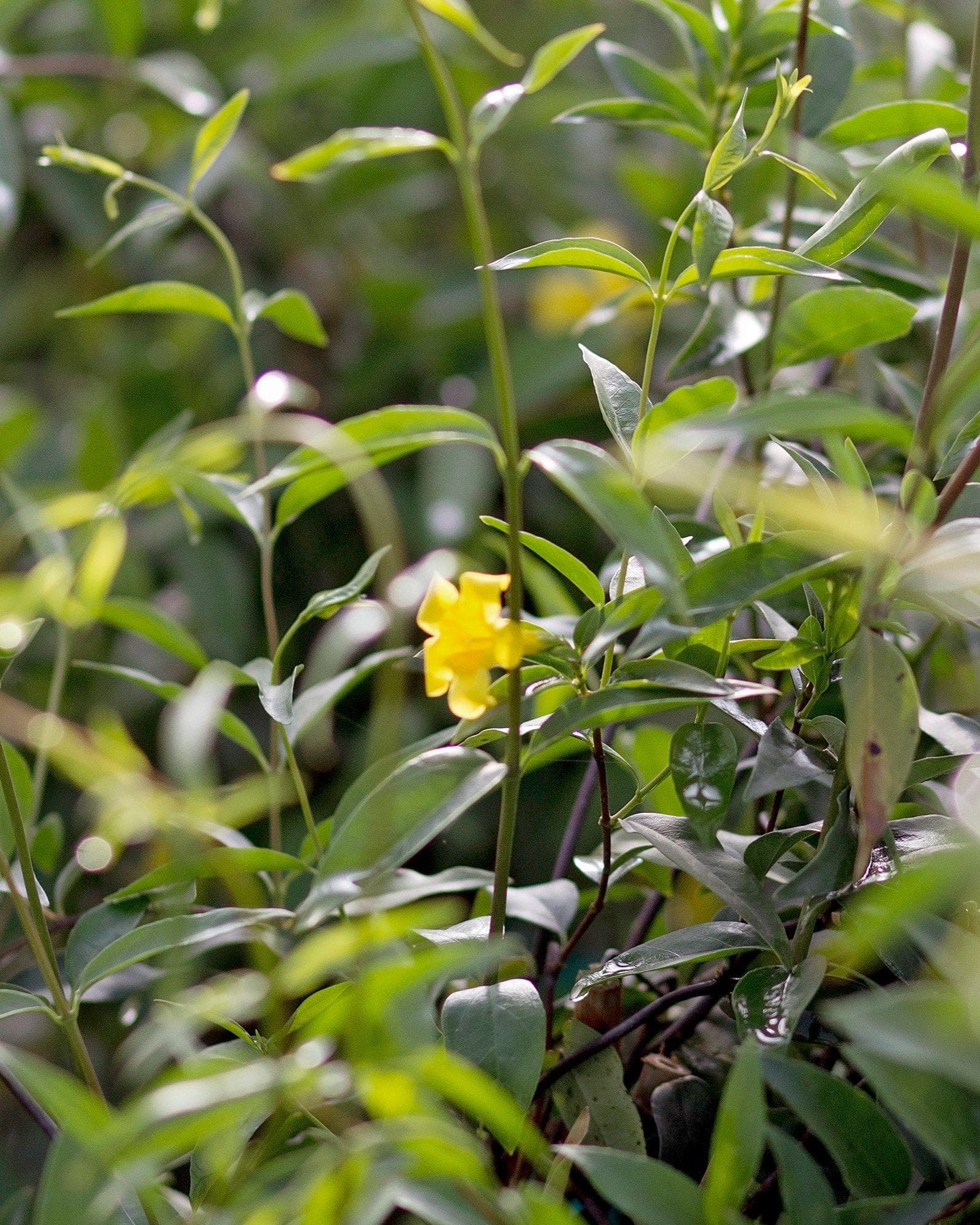 Carolina Jasmine - view 3