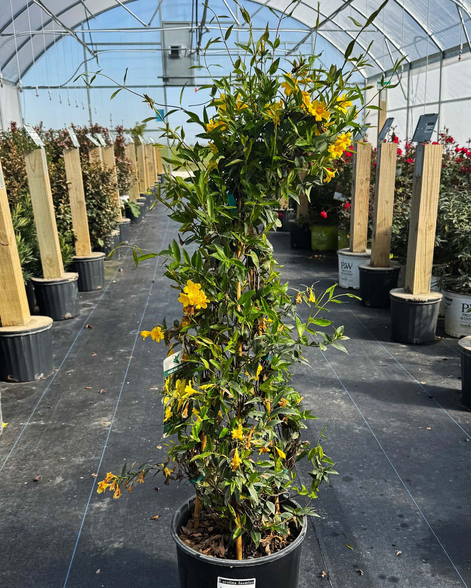 Carolina Jasmine - Image 5