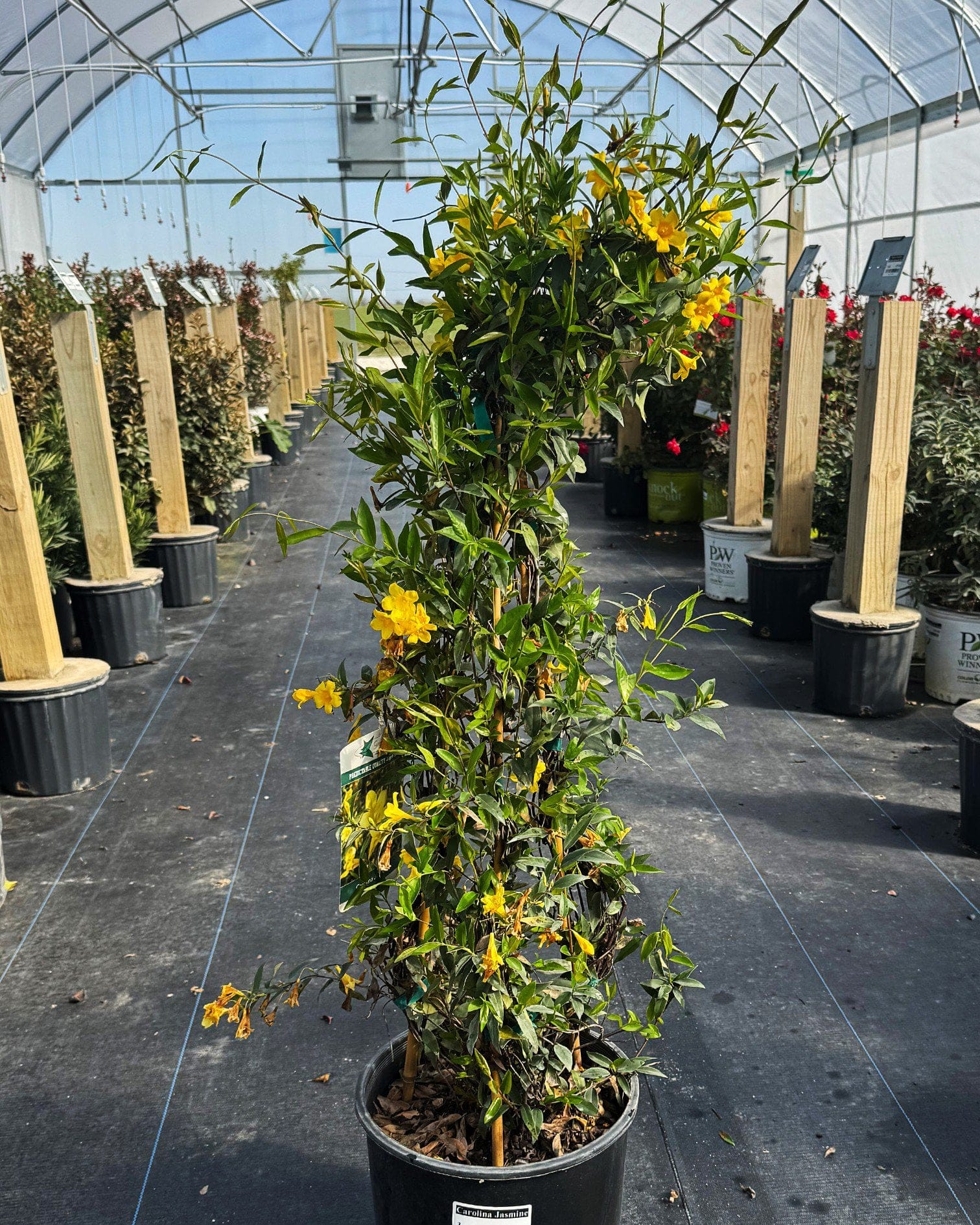 Carolina Jasmine - view 4