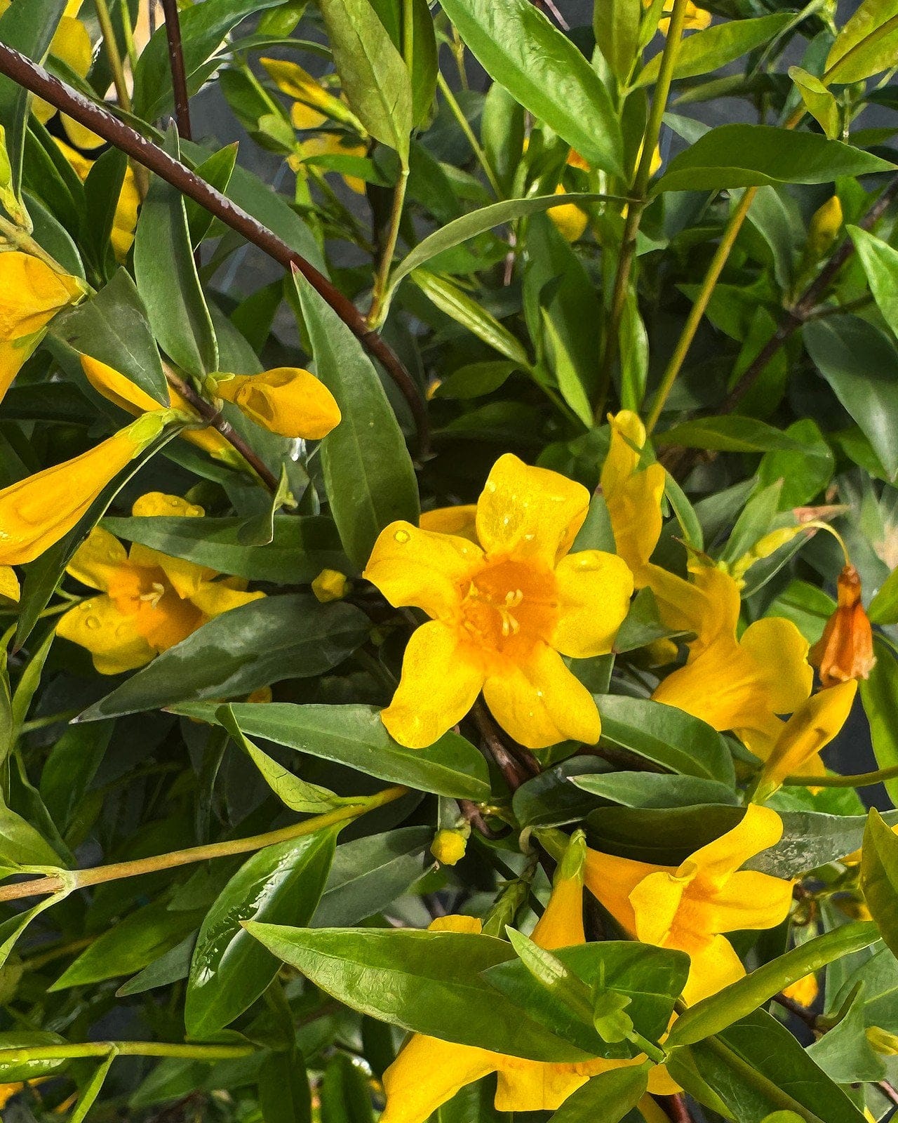 Carolina Jasmine - view 5