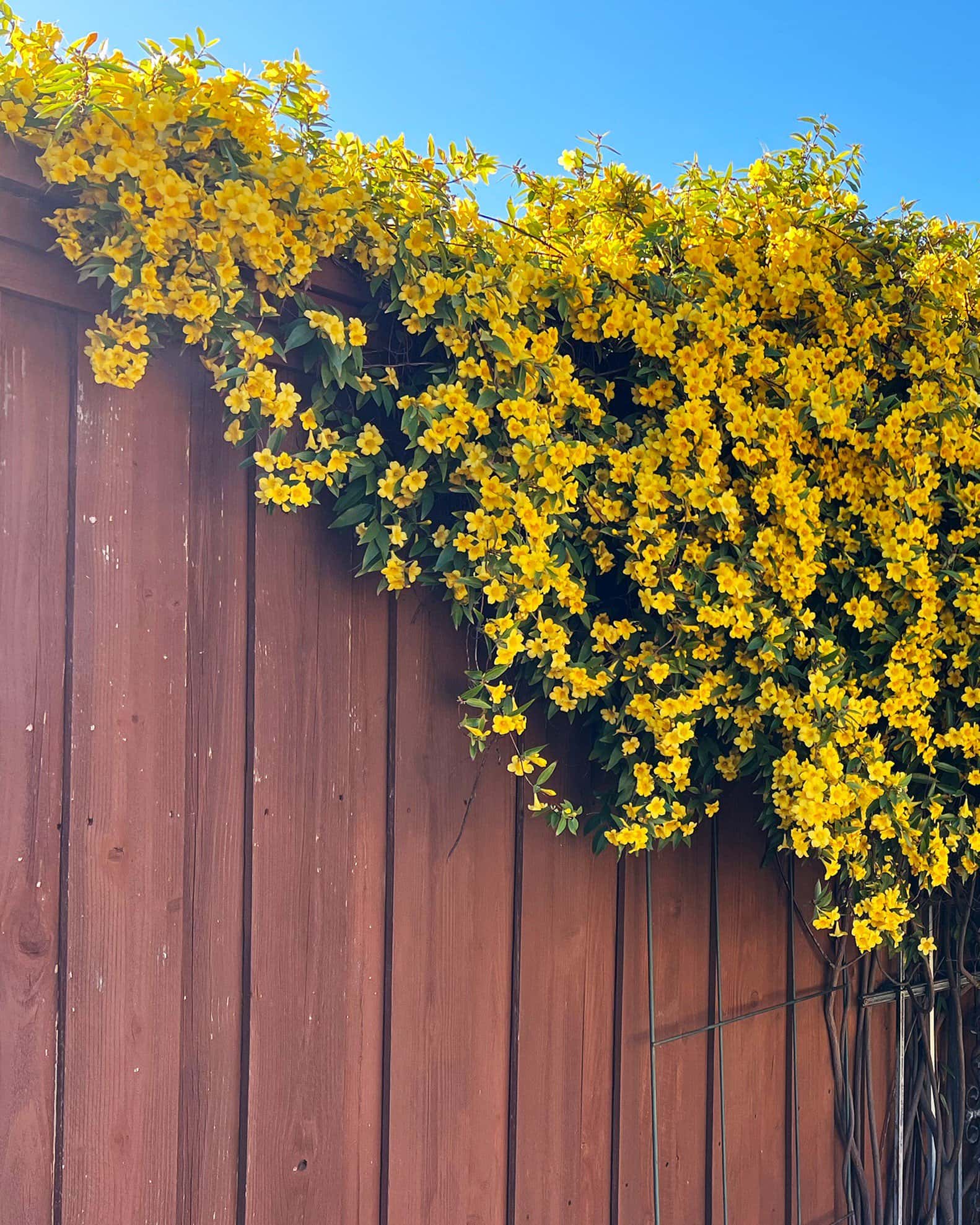 Carolina Jasmine - Image 2