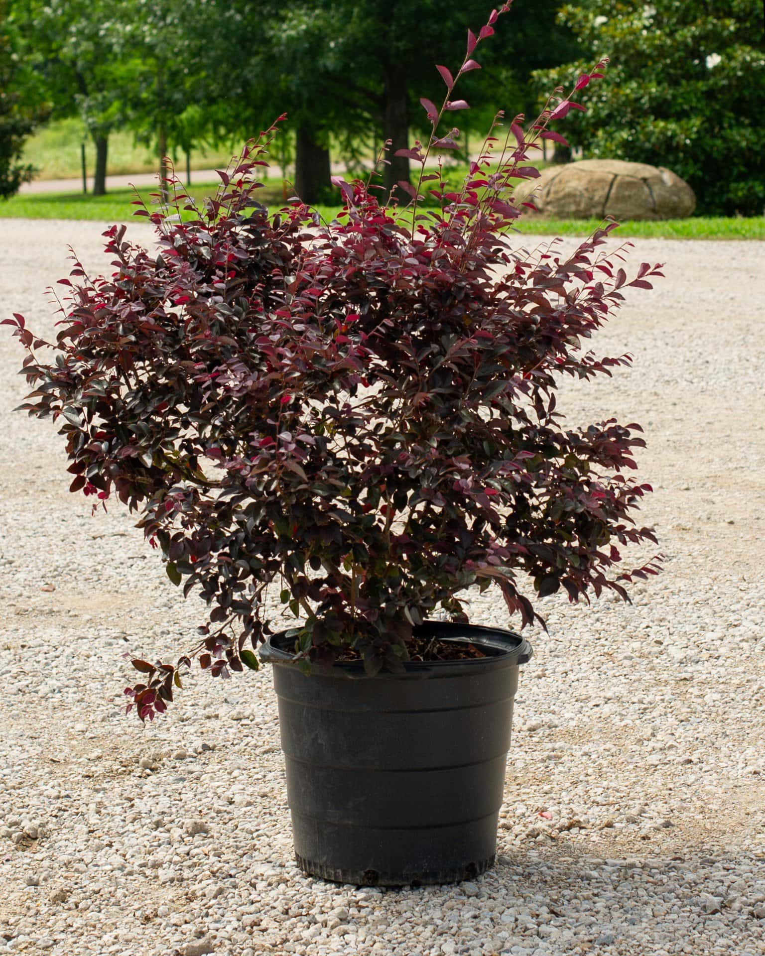 Carolina Midnight Loropetalum - Main Image