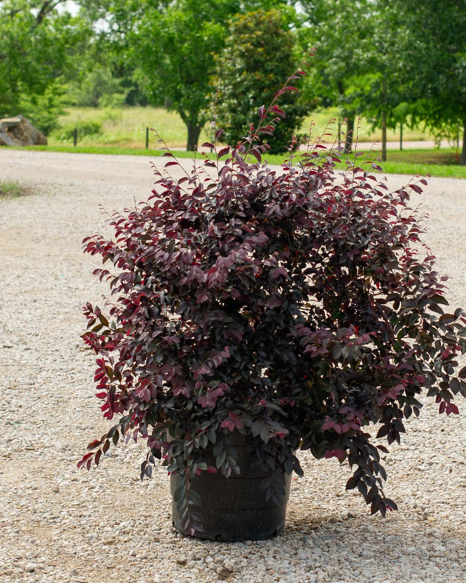 Carolina Midnight Loropetalum - Image 1