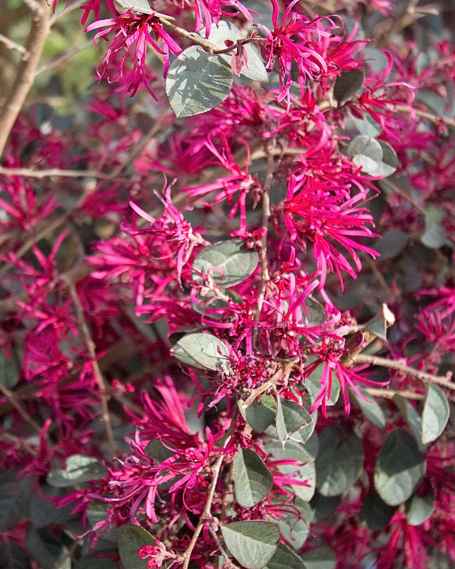 Carolina Midnight Loropetalum - Image 2