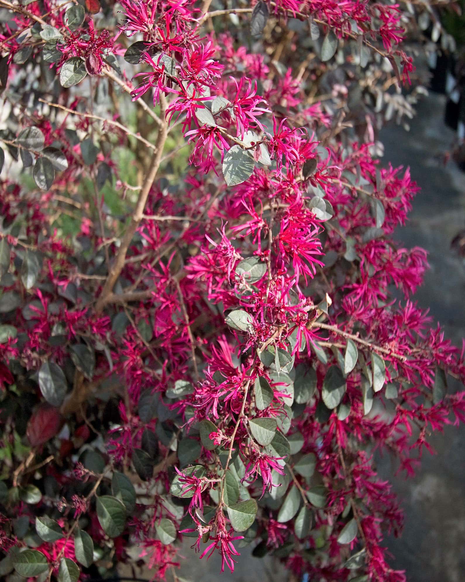 Carolina Midnight Loropetalum - Image 3