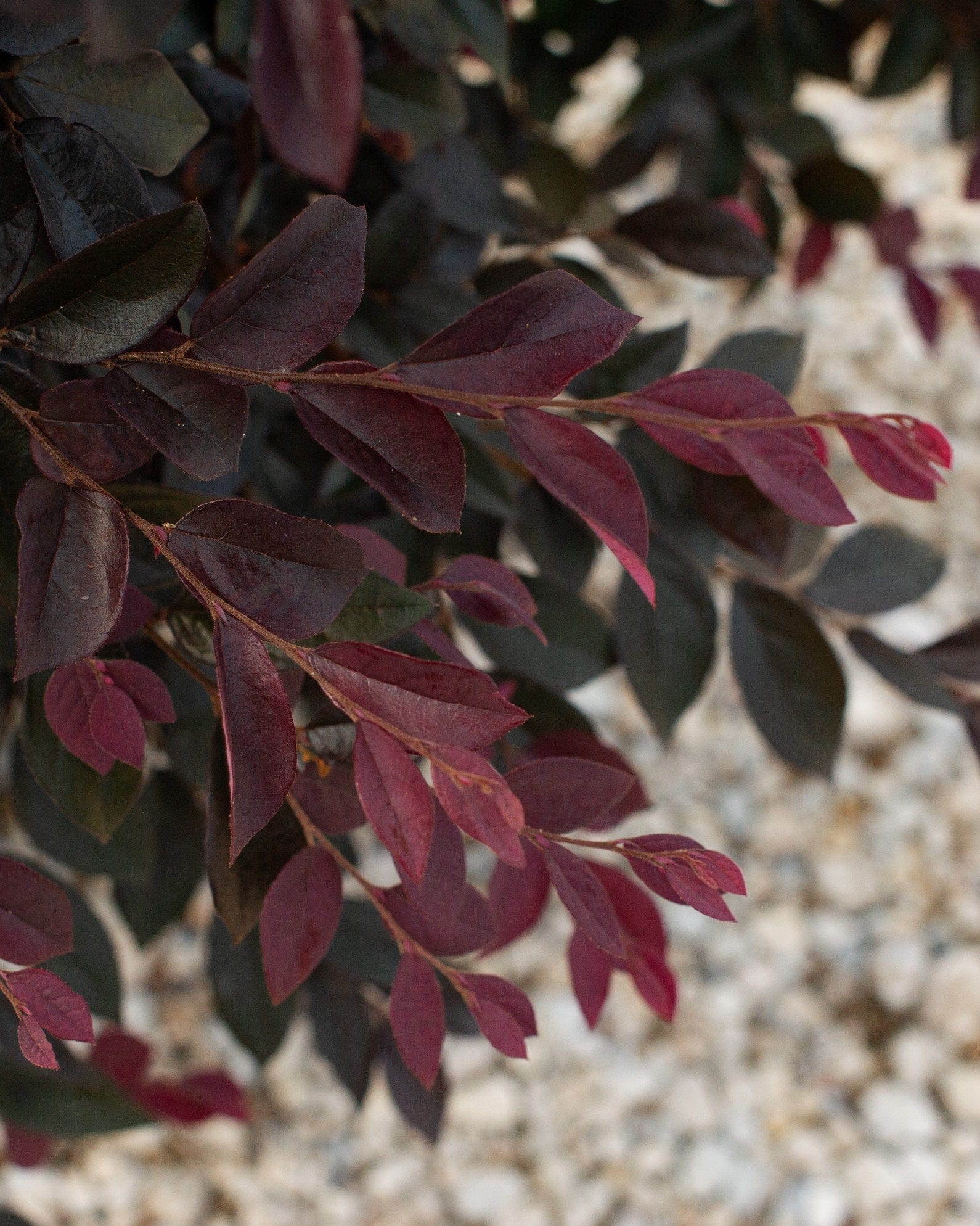 Carolina Midnight Loropetalum - view 2