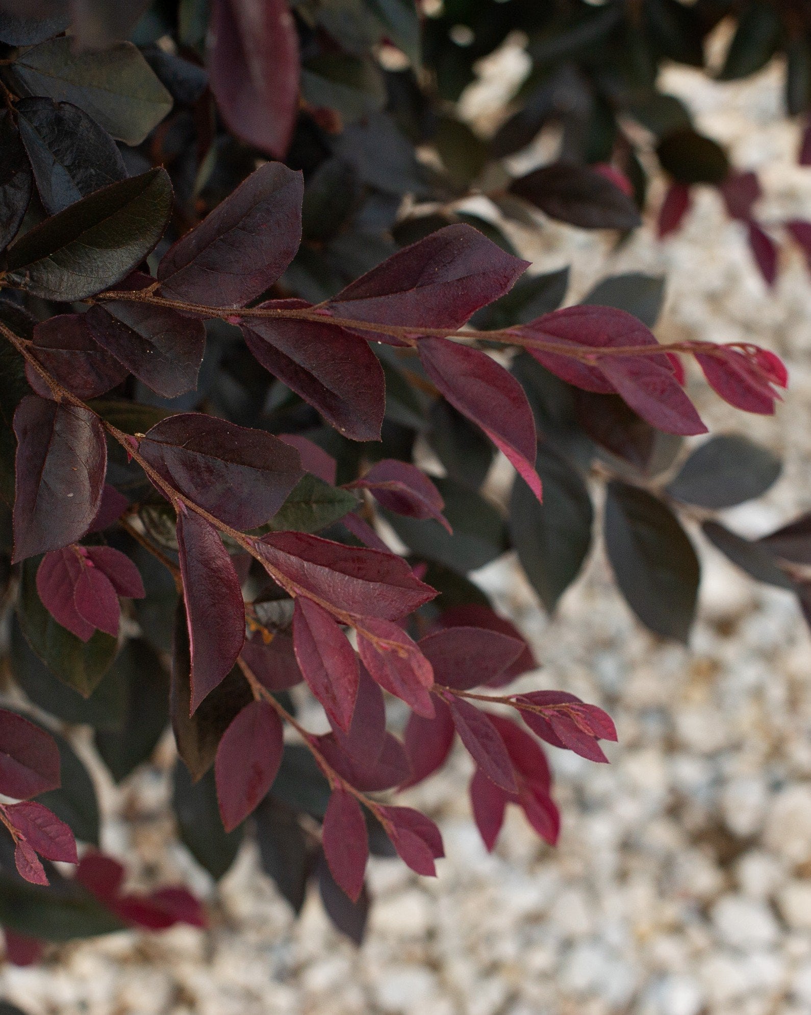 Carolina Midnight Loropetalum - Image 1