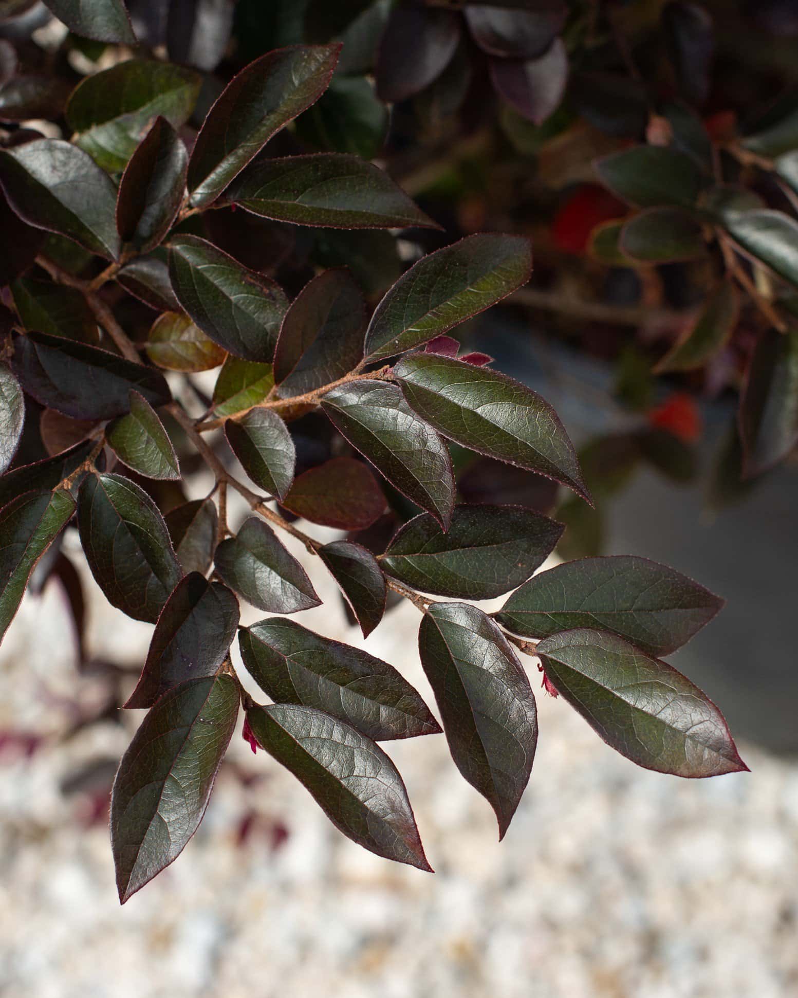 Carolina Midnight Loropetalum - Image 5
