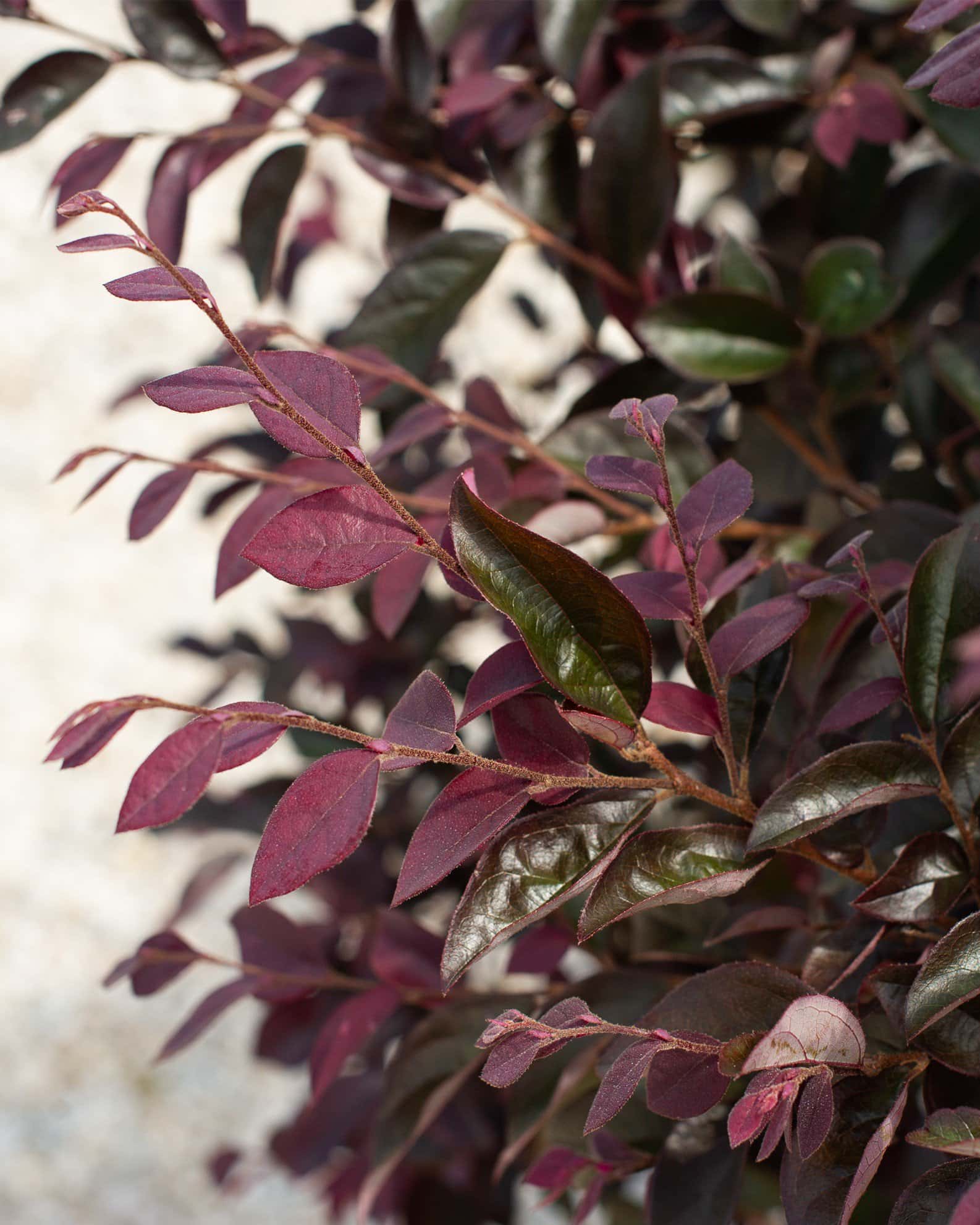 Carolina Midnight Loropetalum - Image 6