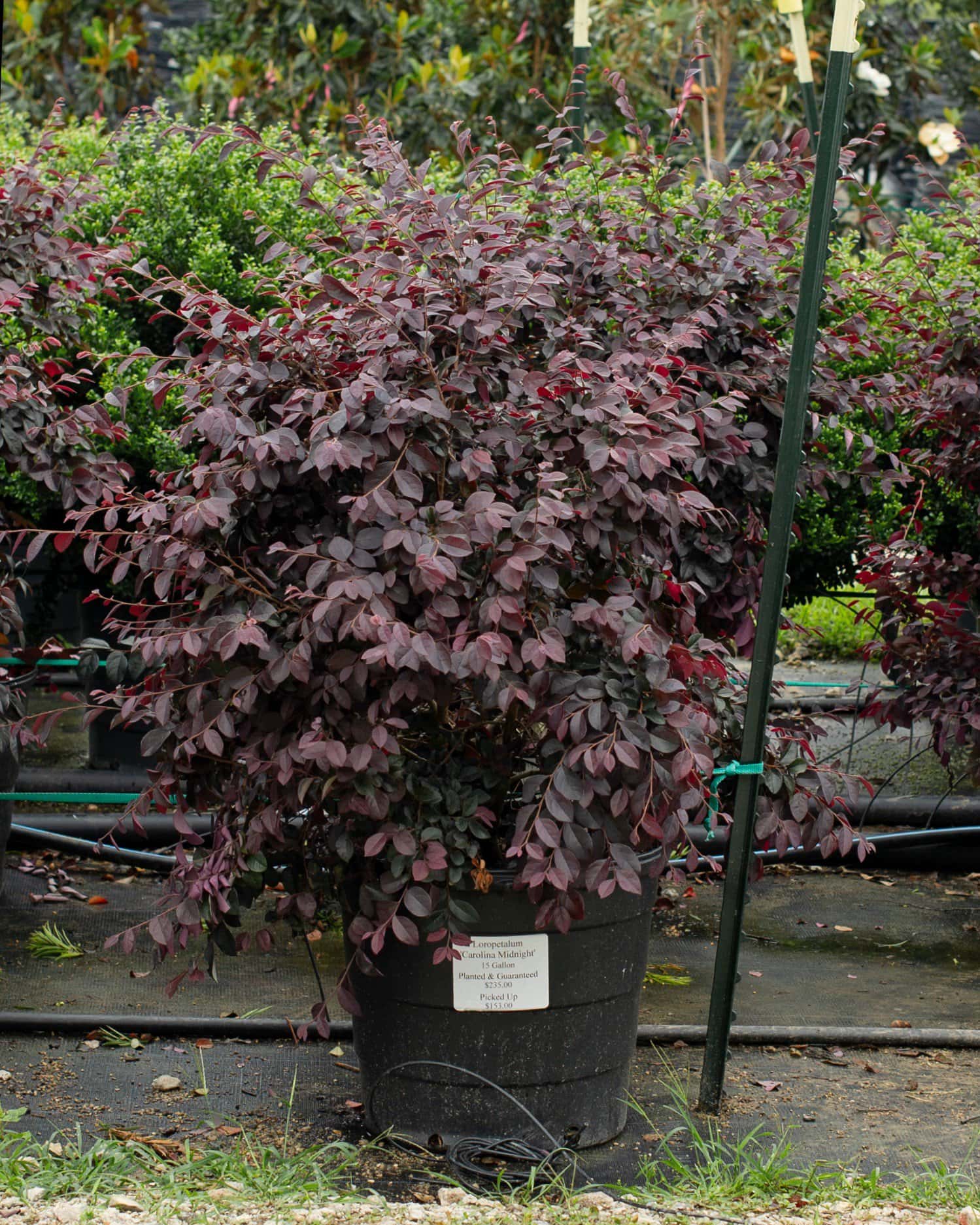Carolina Midnight Loropetalum - Image 7