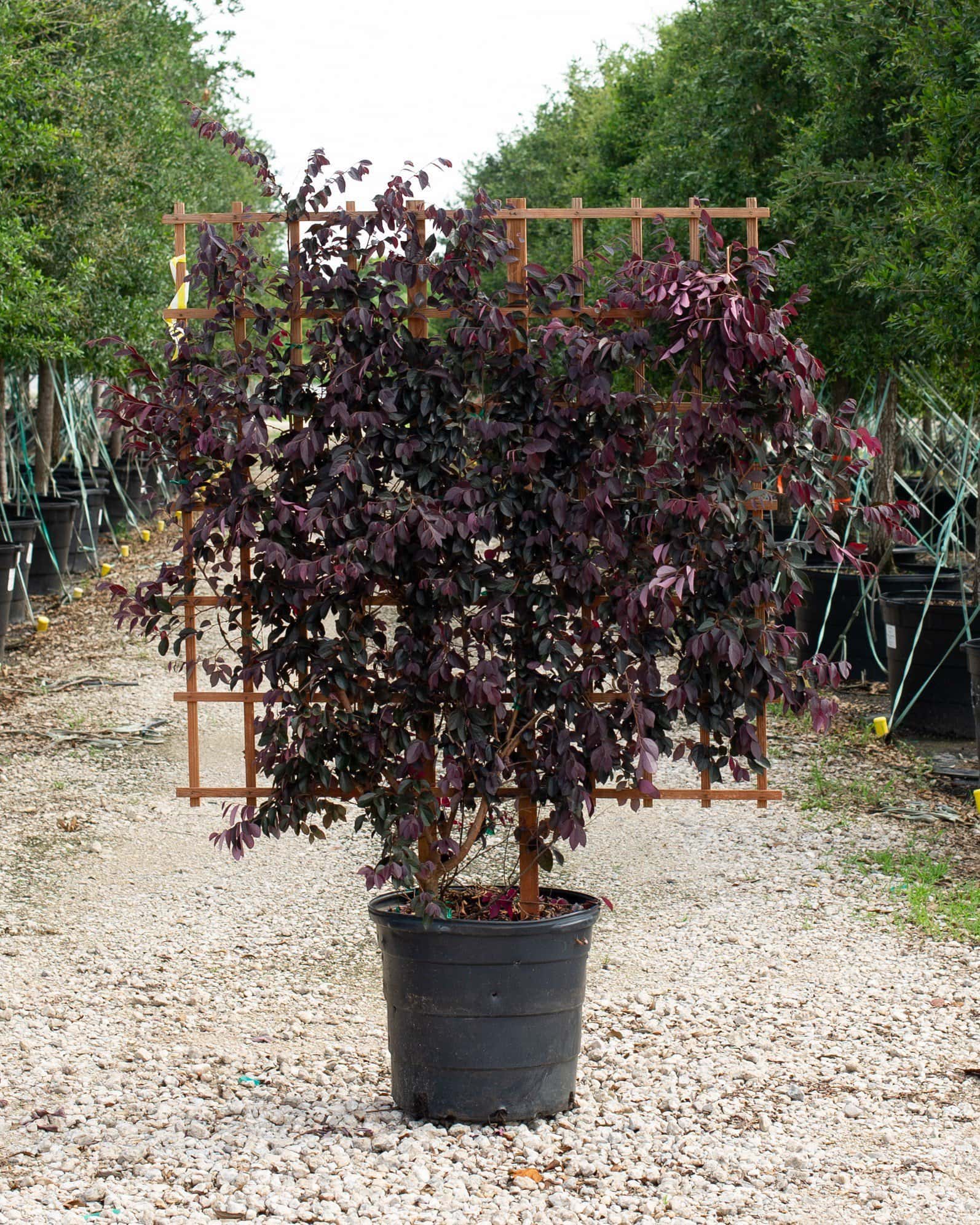 Carolina Midnight Loropetalum Espalier - Main Image