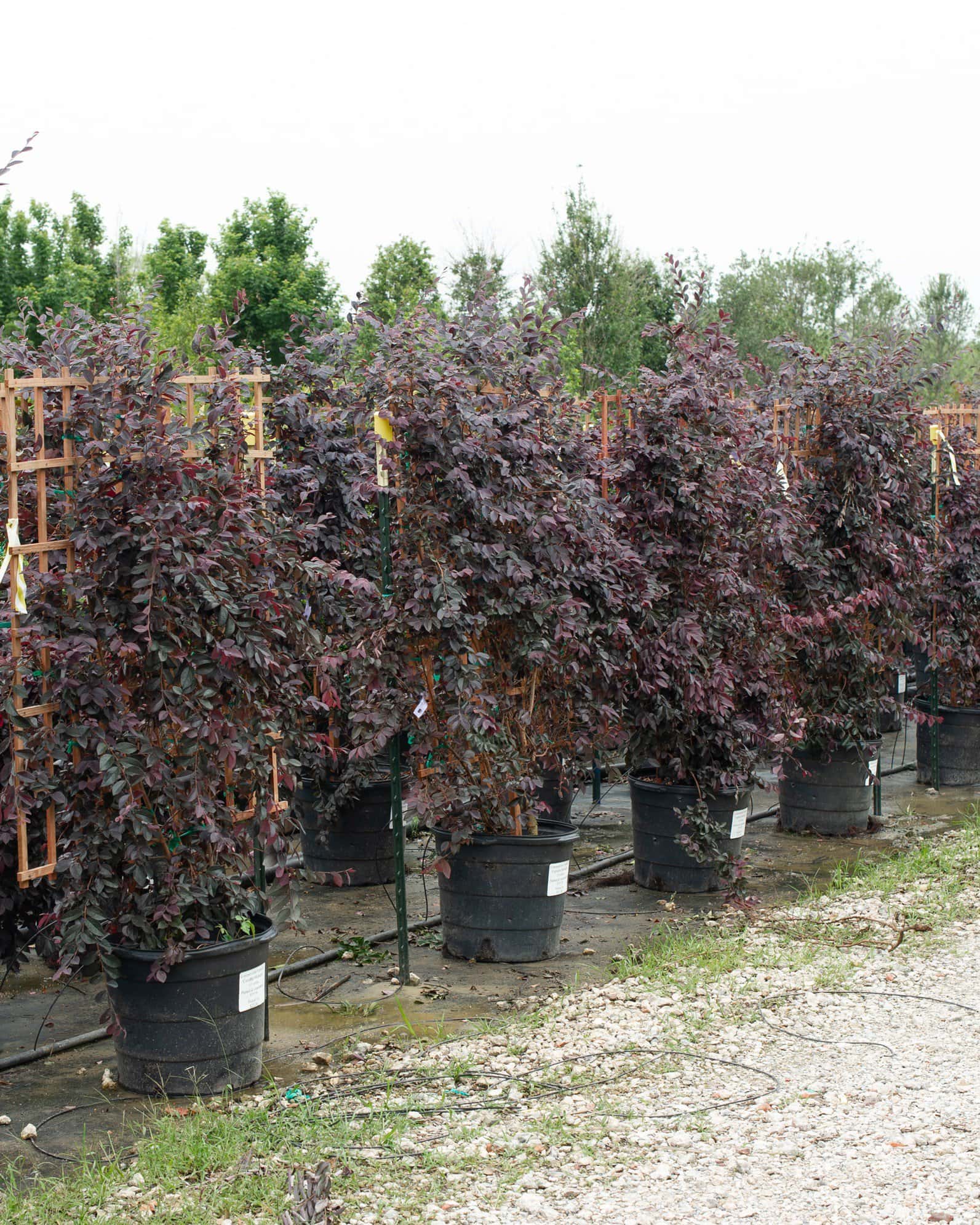 Carolina Midnight Loropetalum Espalier - Image 4