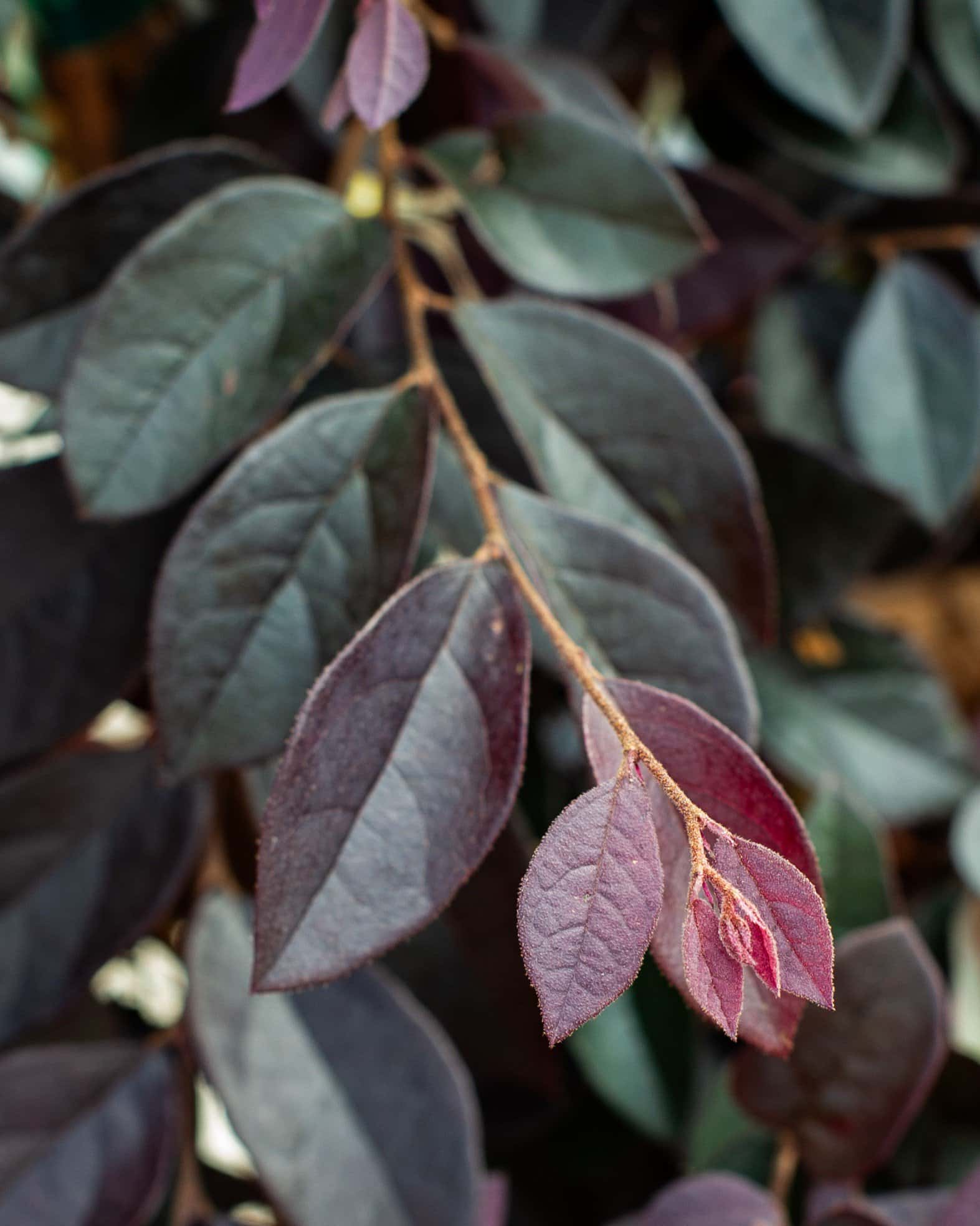 Carolina Midnight Loropetalum Espalier - Image 5