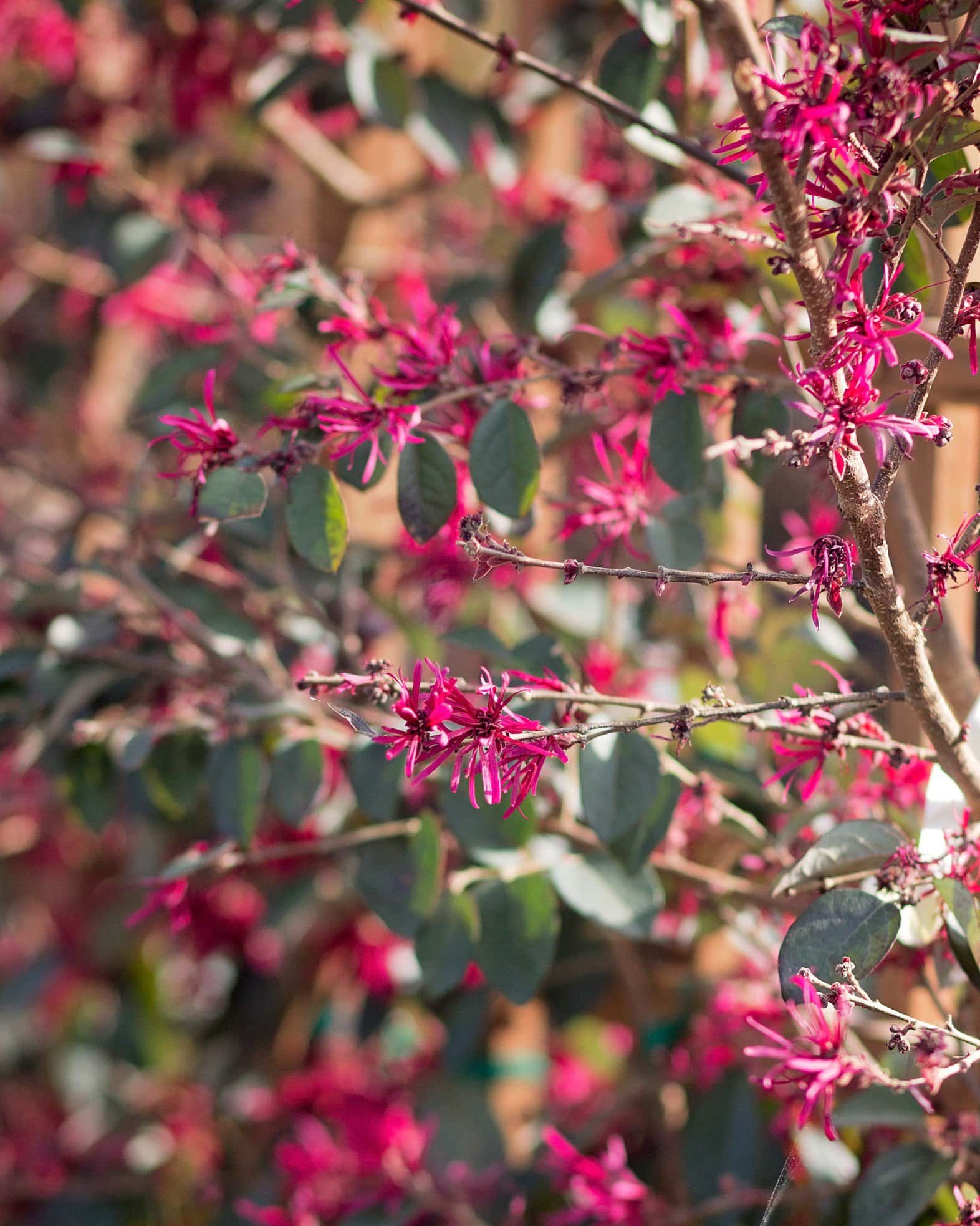Carolina Midnight Loropetalum Espalier - Image 6