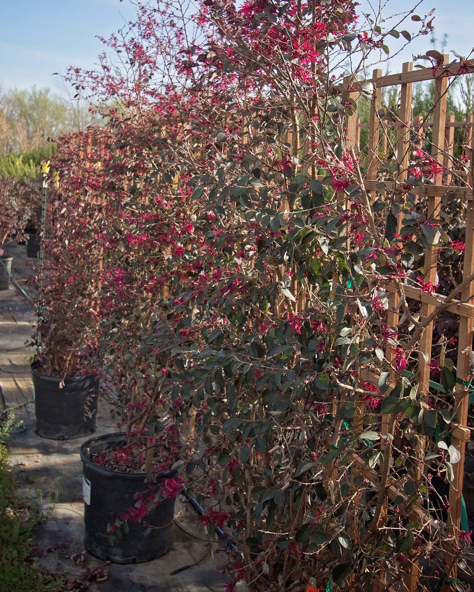 Carolina Midnight Loropetalum Espalier - Image 7