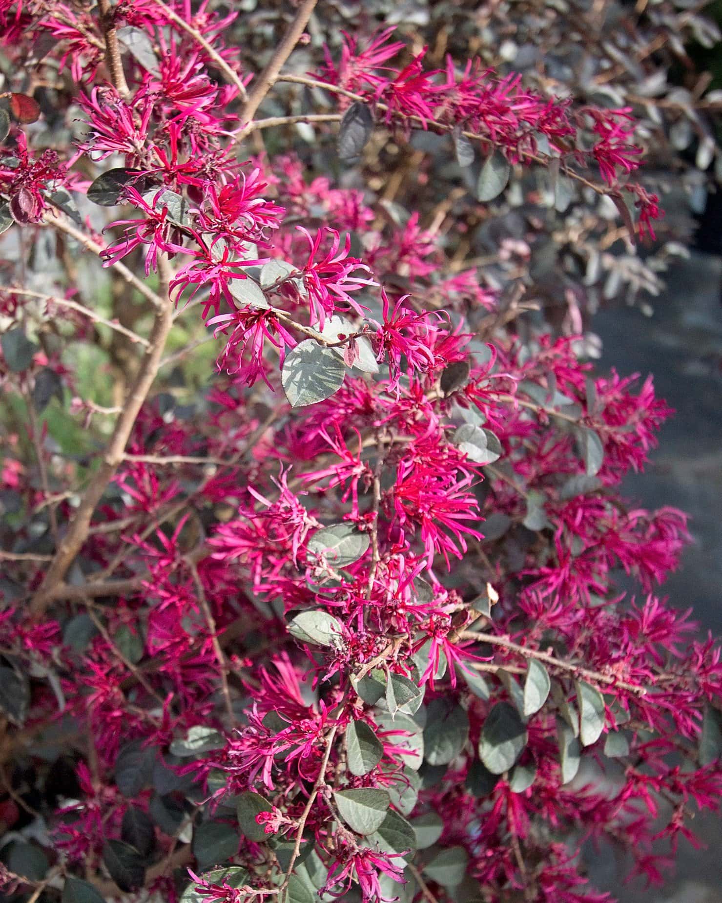 Carolina Midnight Loropetalum Espalier - Image 1