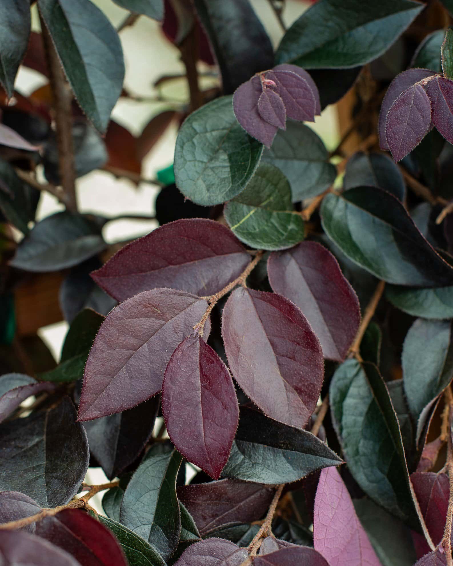 Carolina Midnight Loropetalum Espalier - Image 3