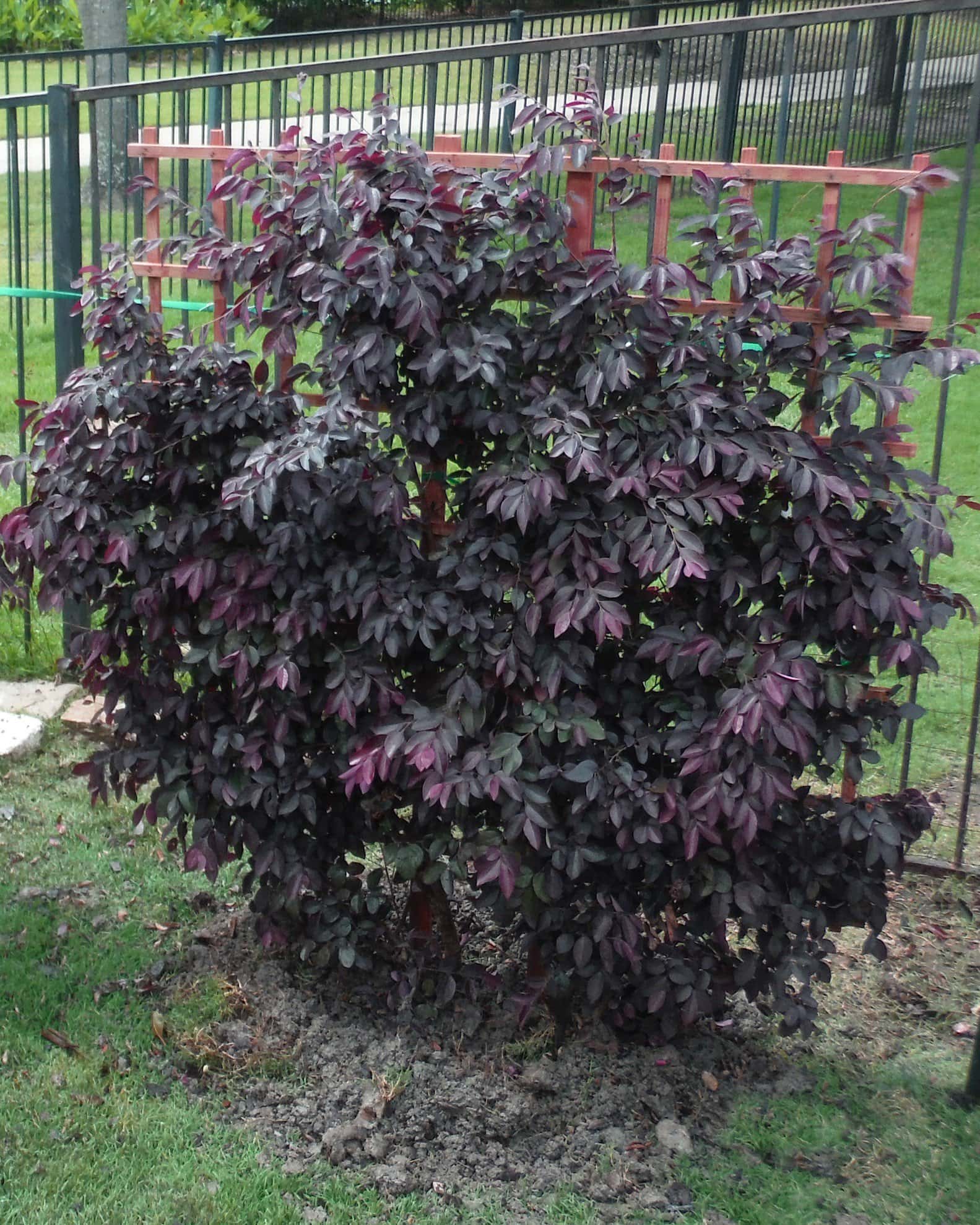 Carolina Midnight Loropetalum Espalier - Image 2