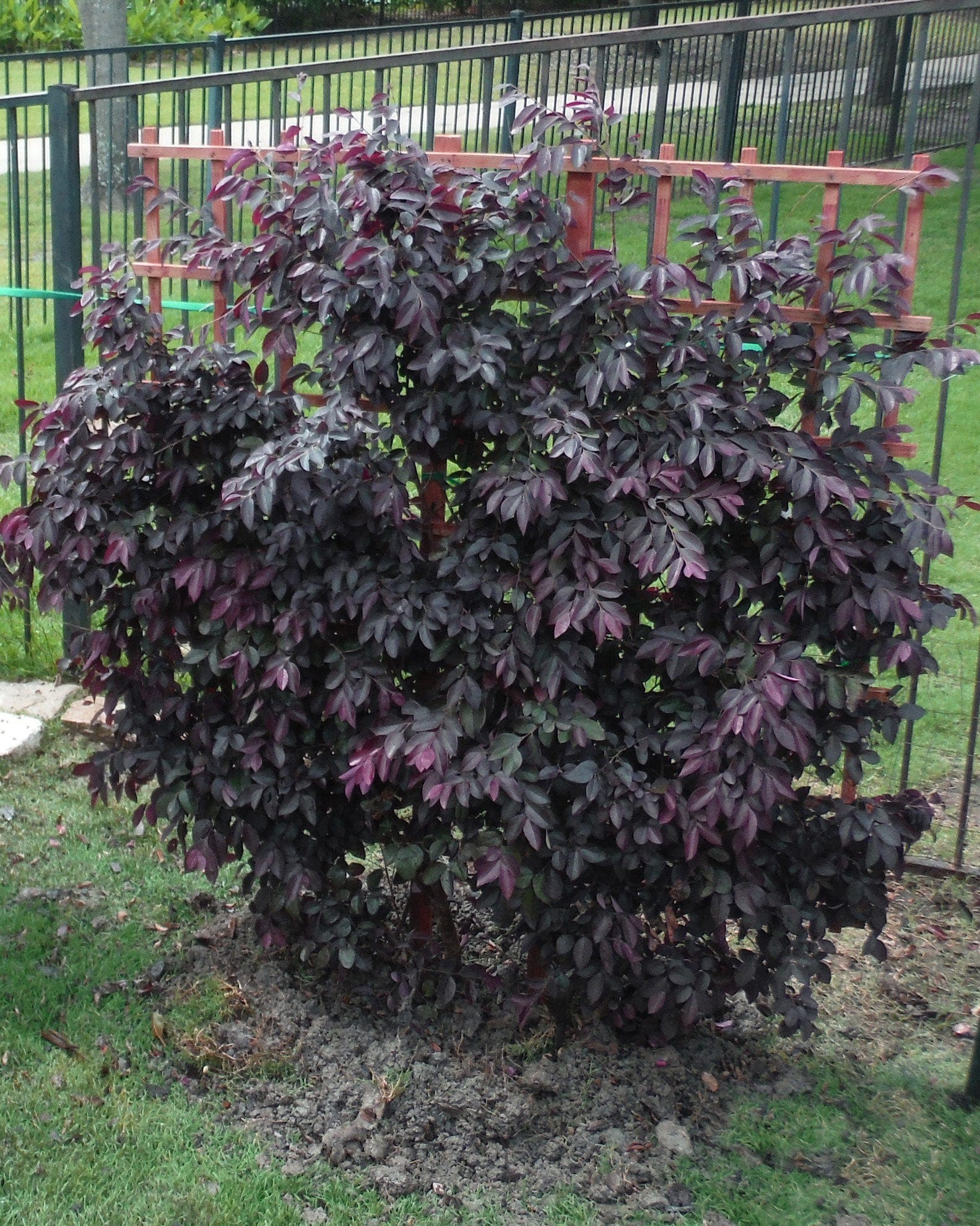 Carolina Midnight Loropetalum Espalier - view 3