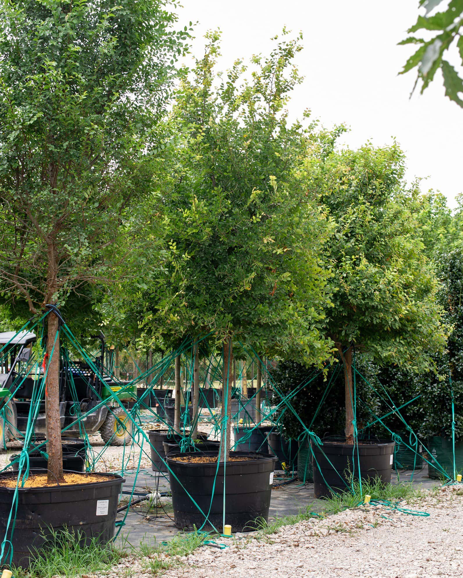 Cedar Elm - Main Image