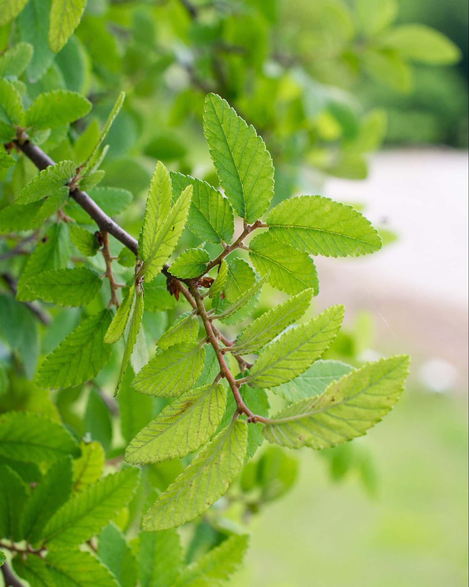 Cedar Elm - Image 1