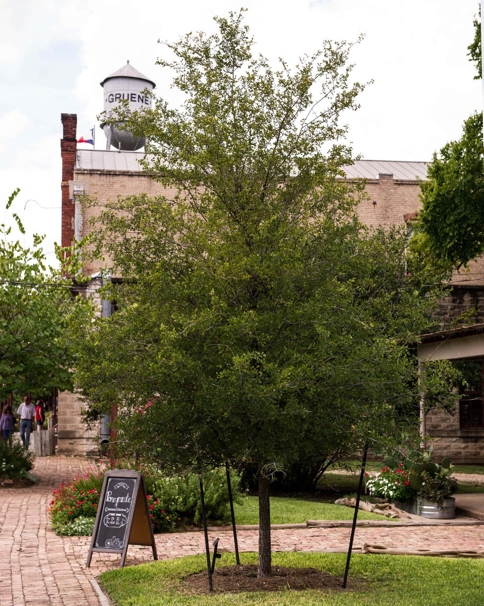 Cedar Elm - Image 2