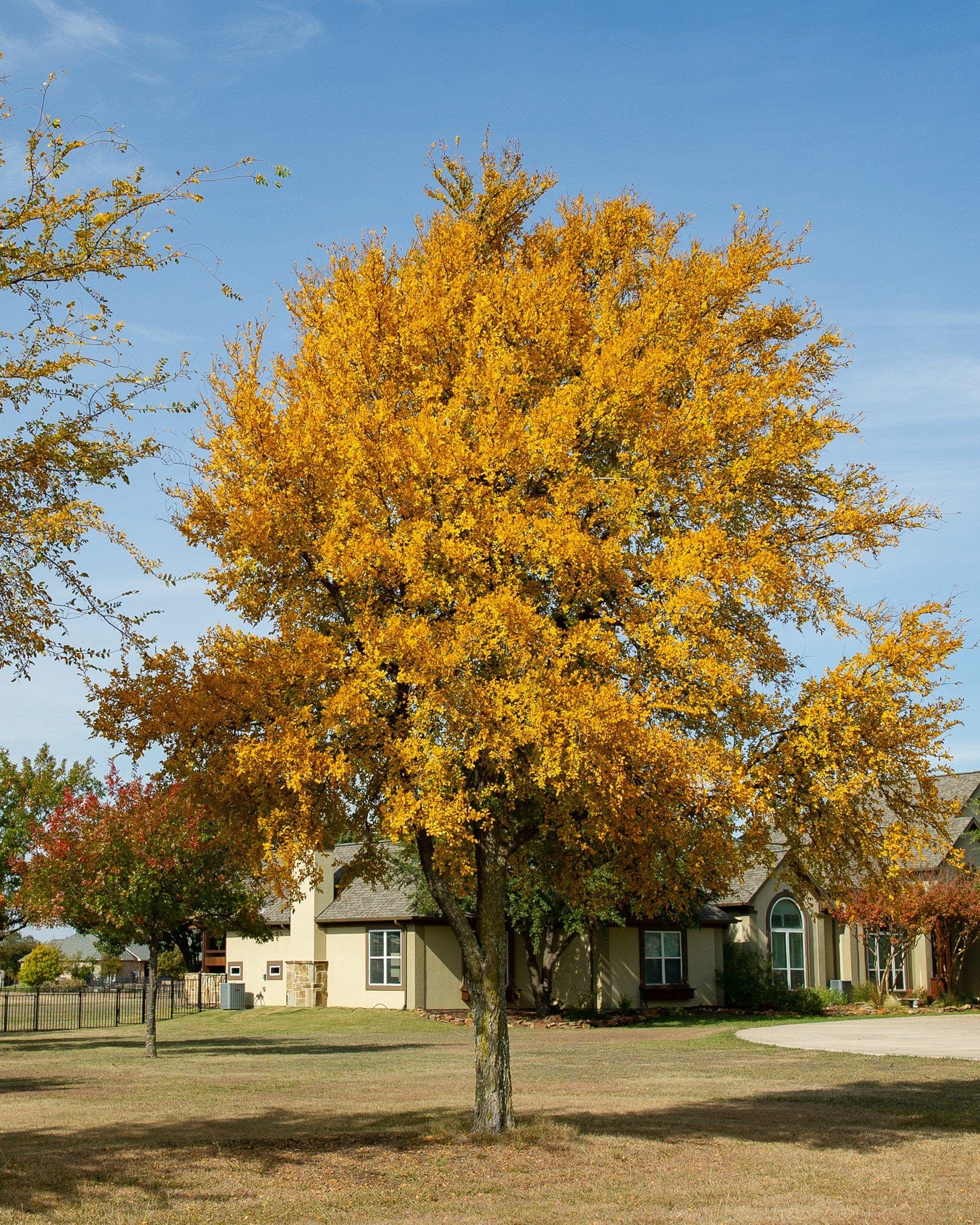 Cedar Elm - view 3
