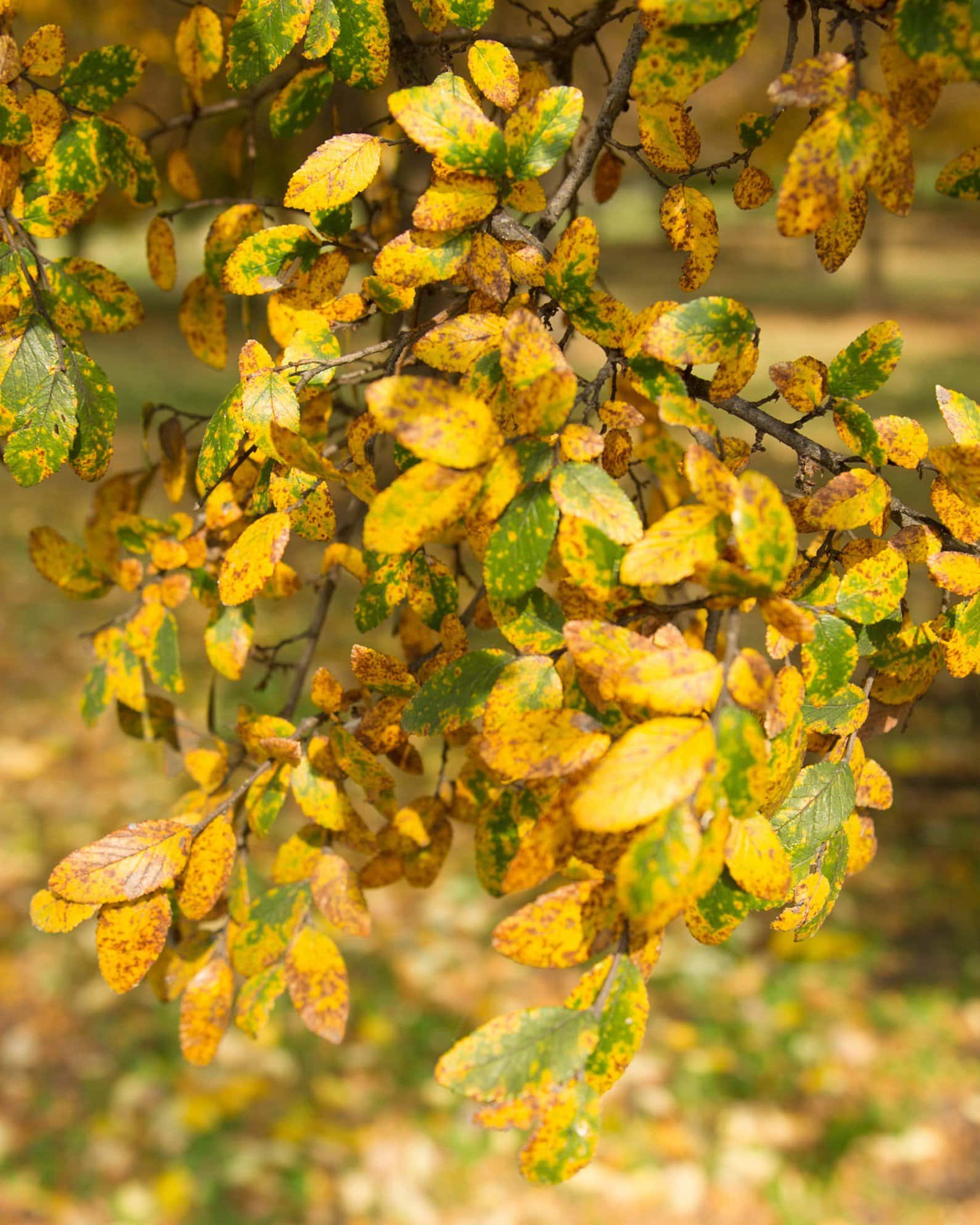Cedar Elm - Image 4