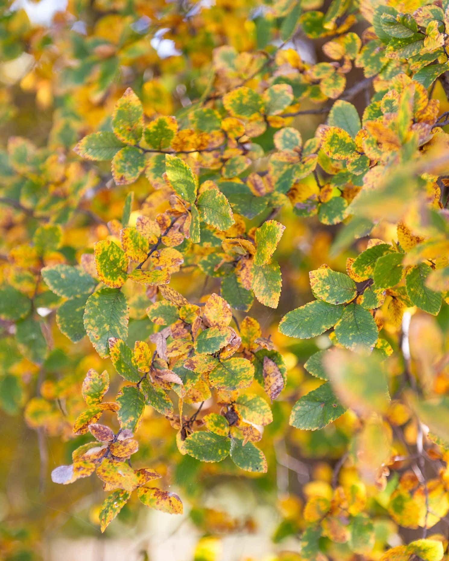 Cedar Elm - Image 5