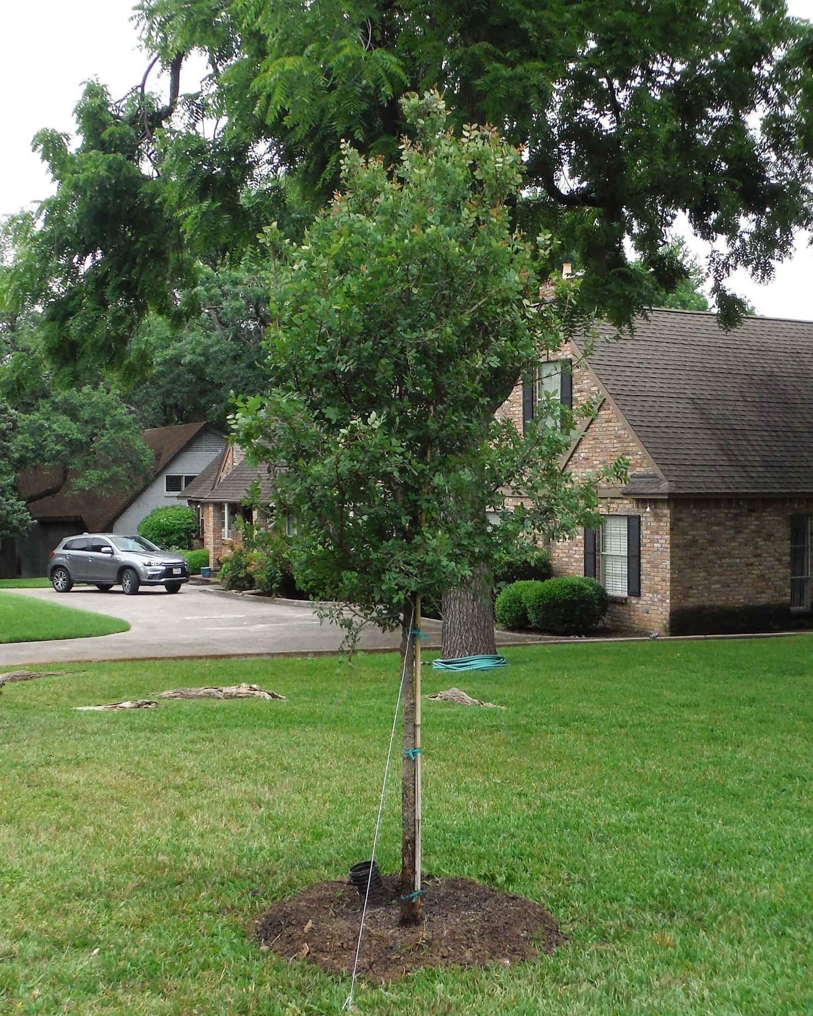 Cedar Elm - Image 6