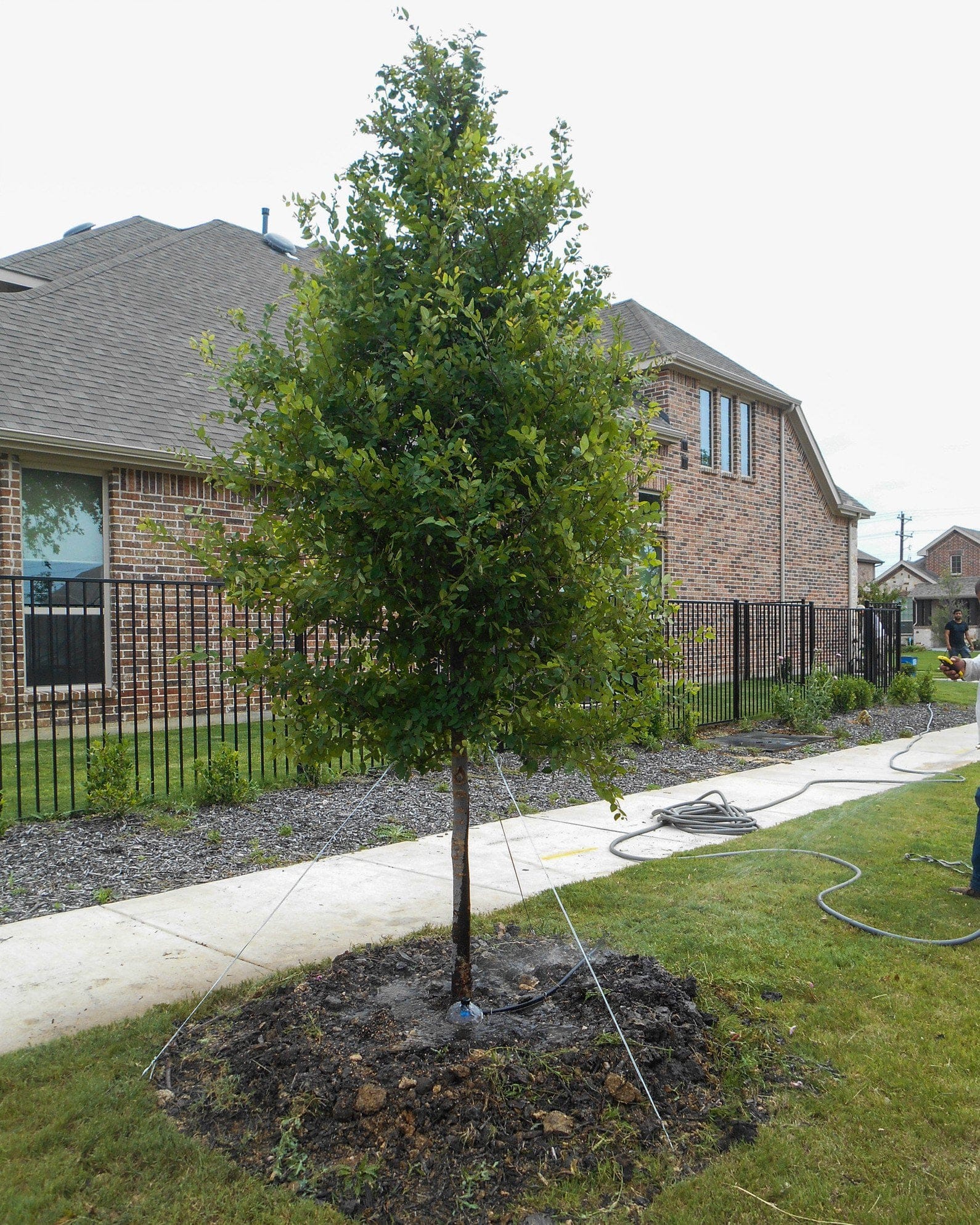 Cedar Elm - view 5