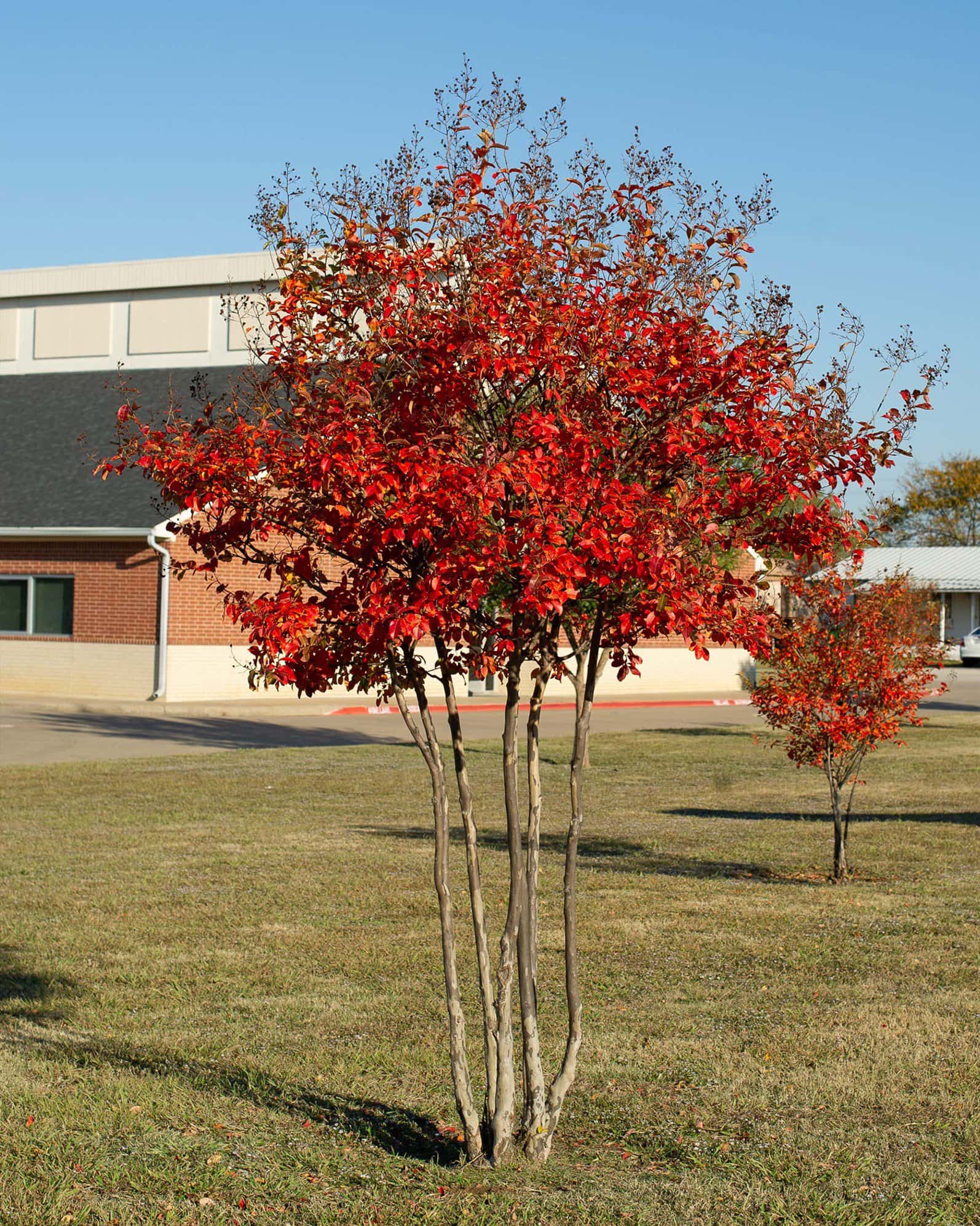 Centennial Spirit Crape Myrtle - Image 1