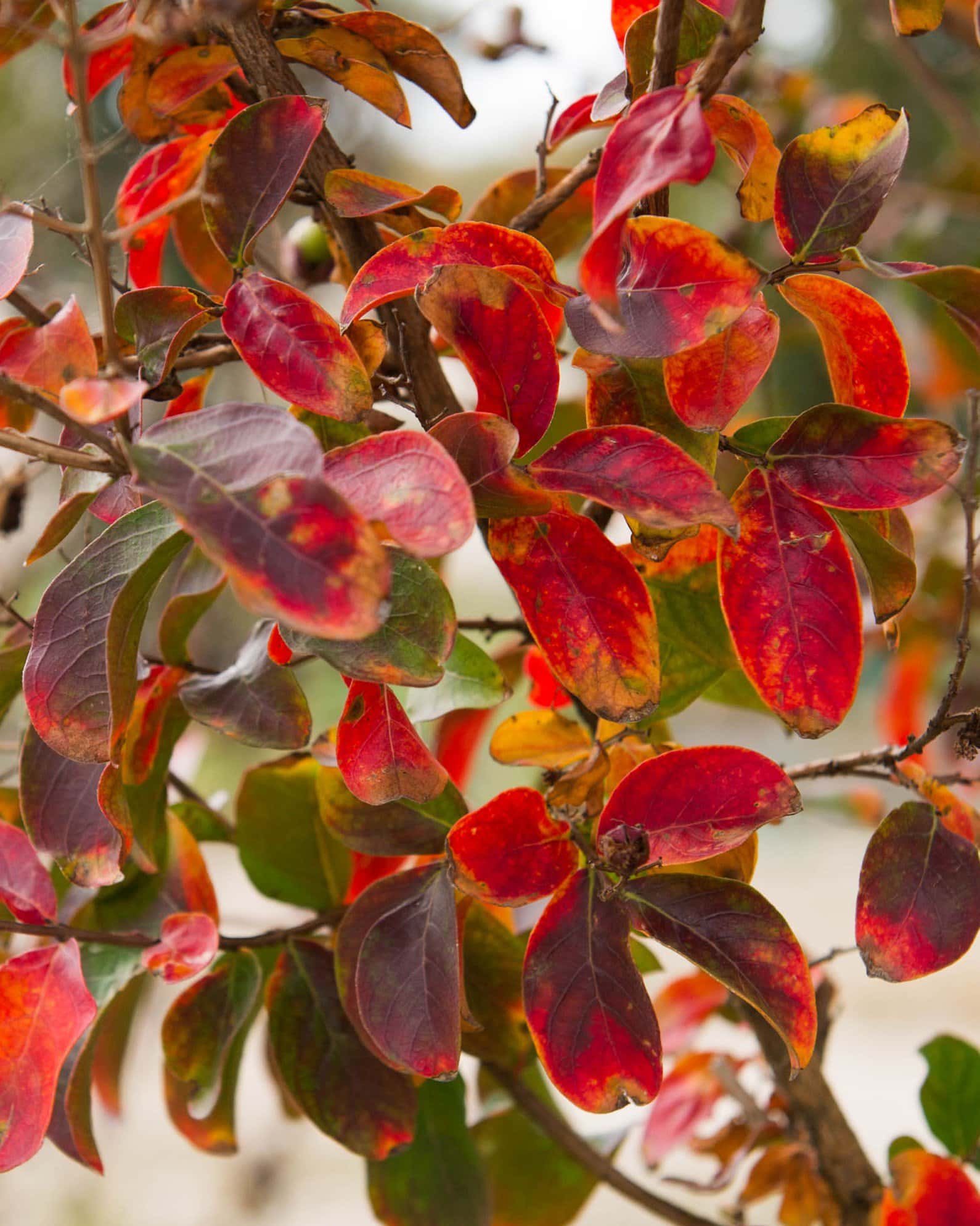 Centennial Spirit Crape Myrtle - Image 2