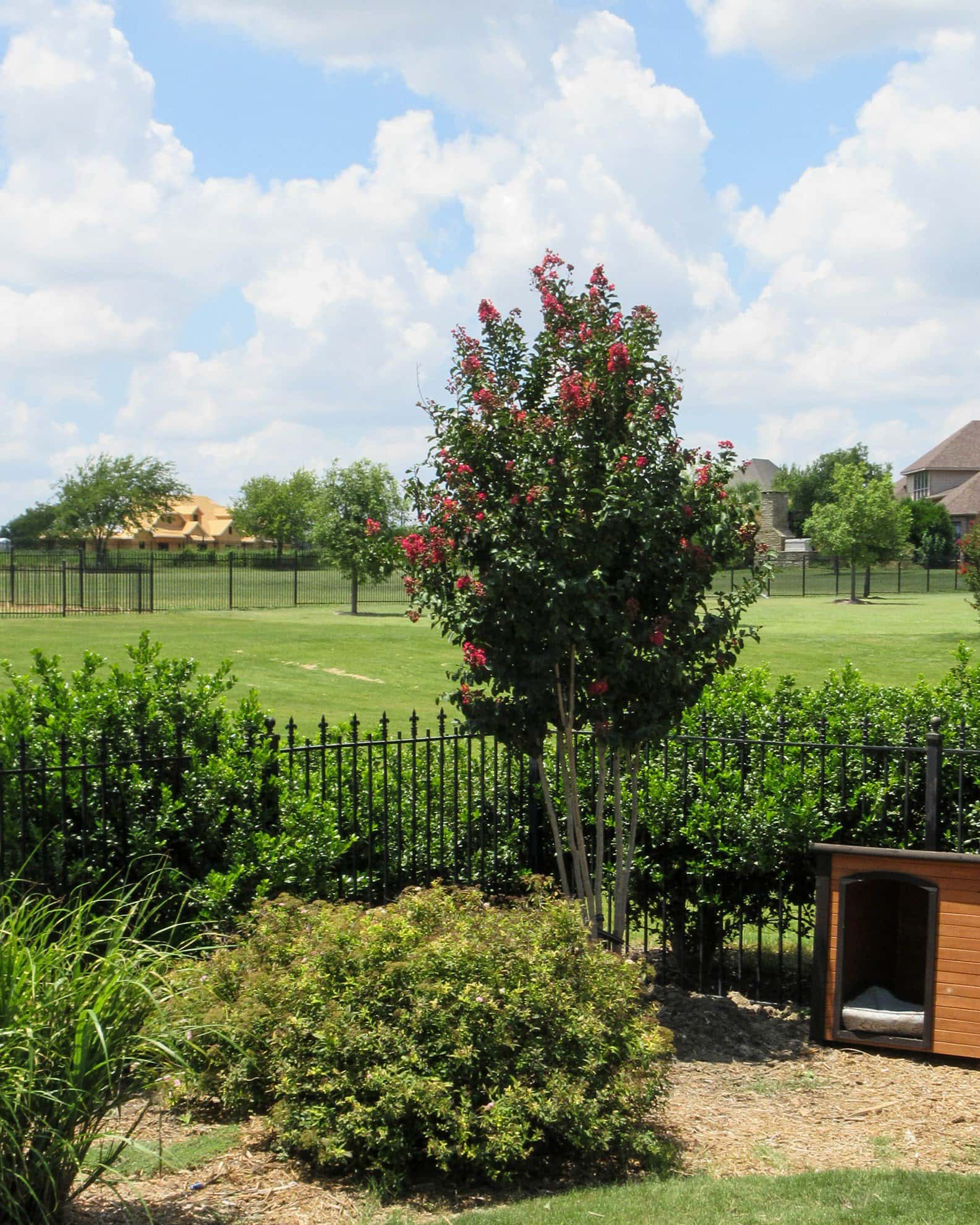Centennial Spirit Crape Myrtle - Image 3
