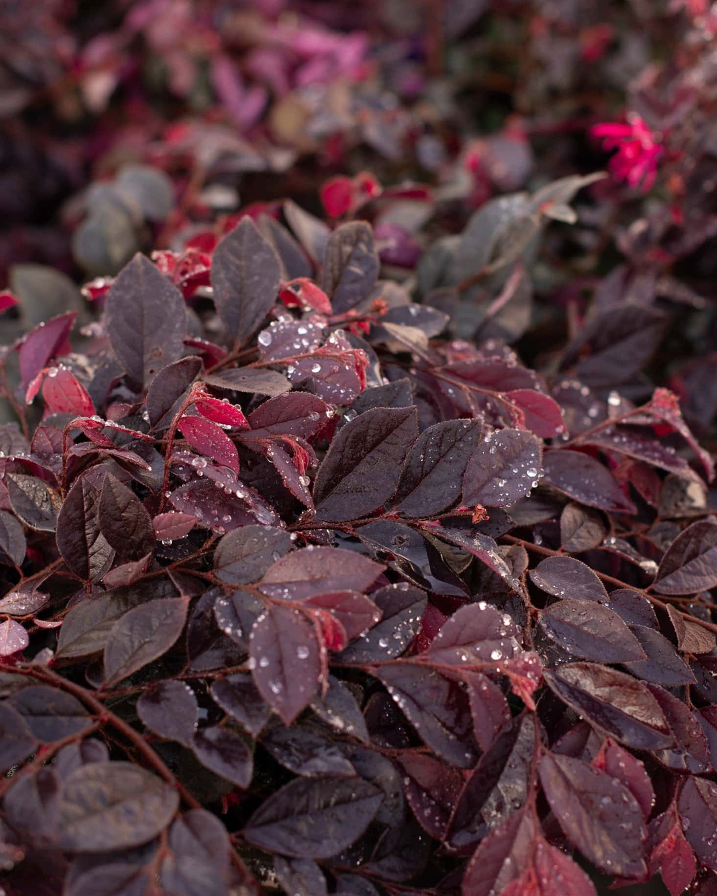 Cerise Charm Loropetalum - Main Image