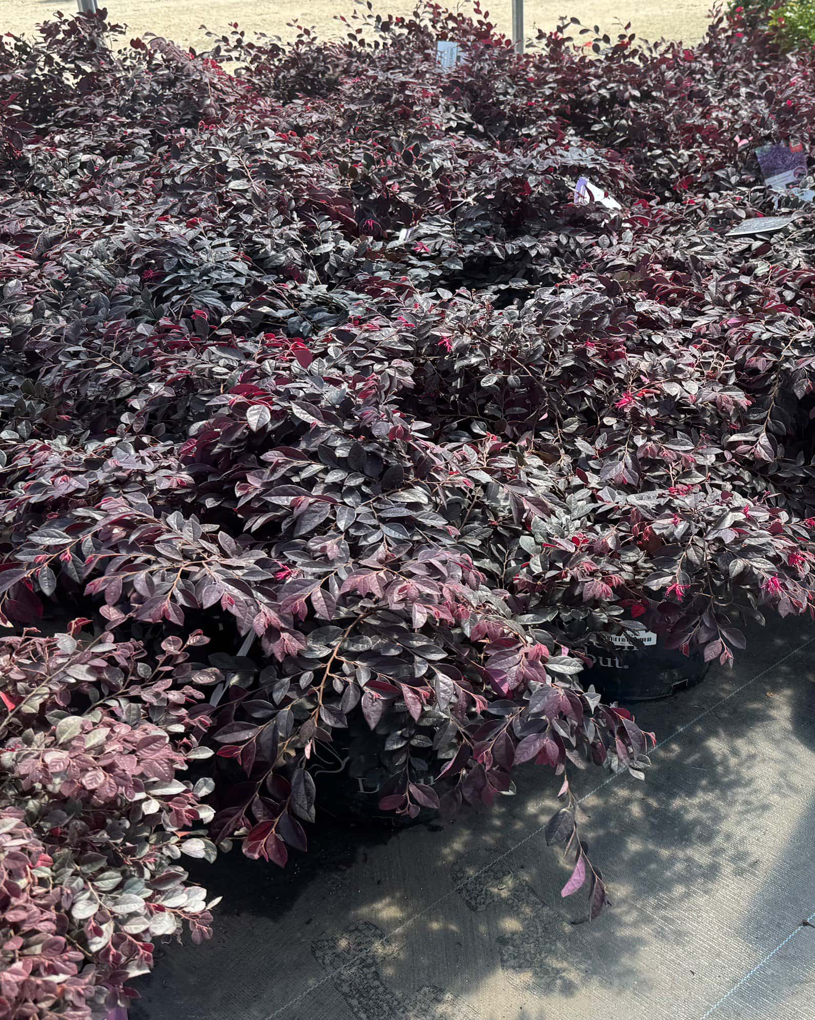 Cerise Charm Loropetalum - Image 3