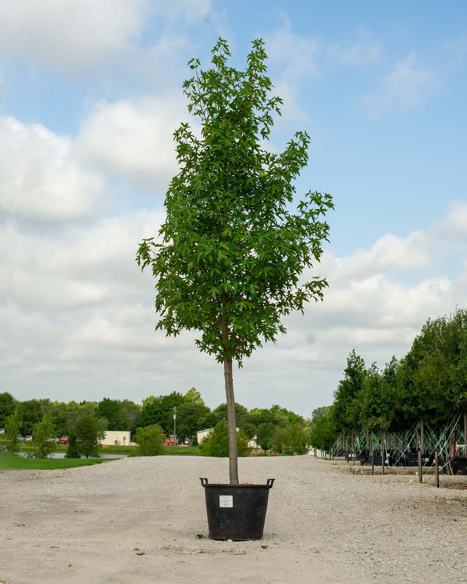 Cherokee Sweet Gum - Main Image
